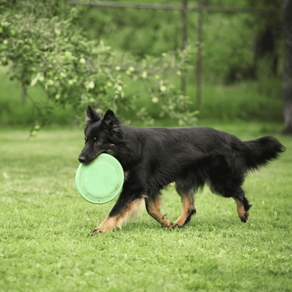Dog with black fur playing fetch with a bright green frisbee outdoors.