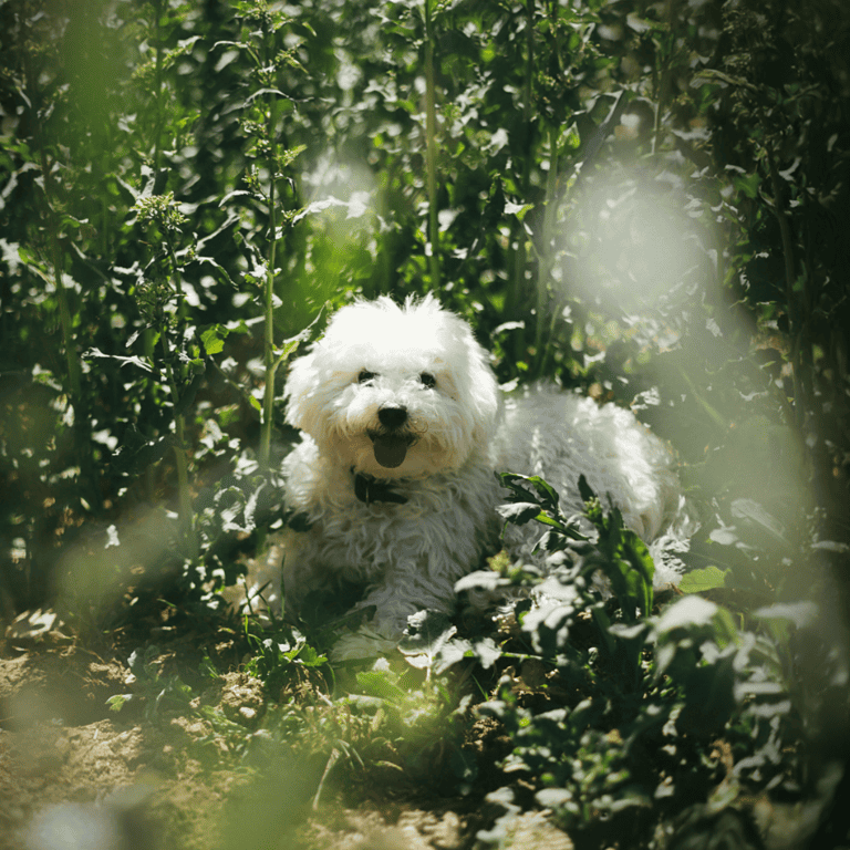 Playful white dog amid greenery in outdoor garden setting.