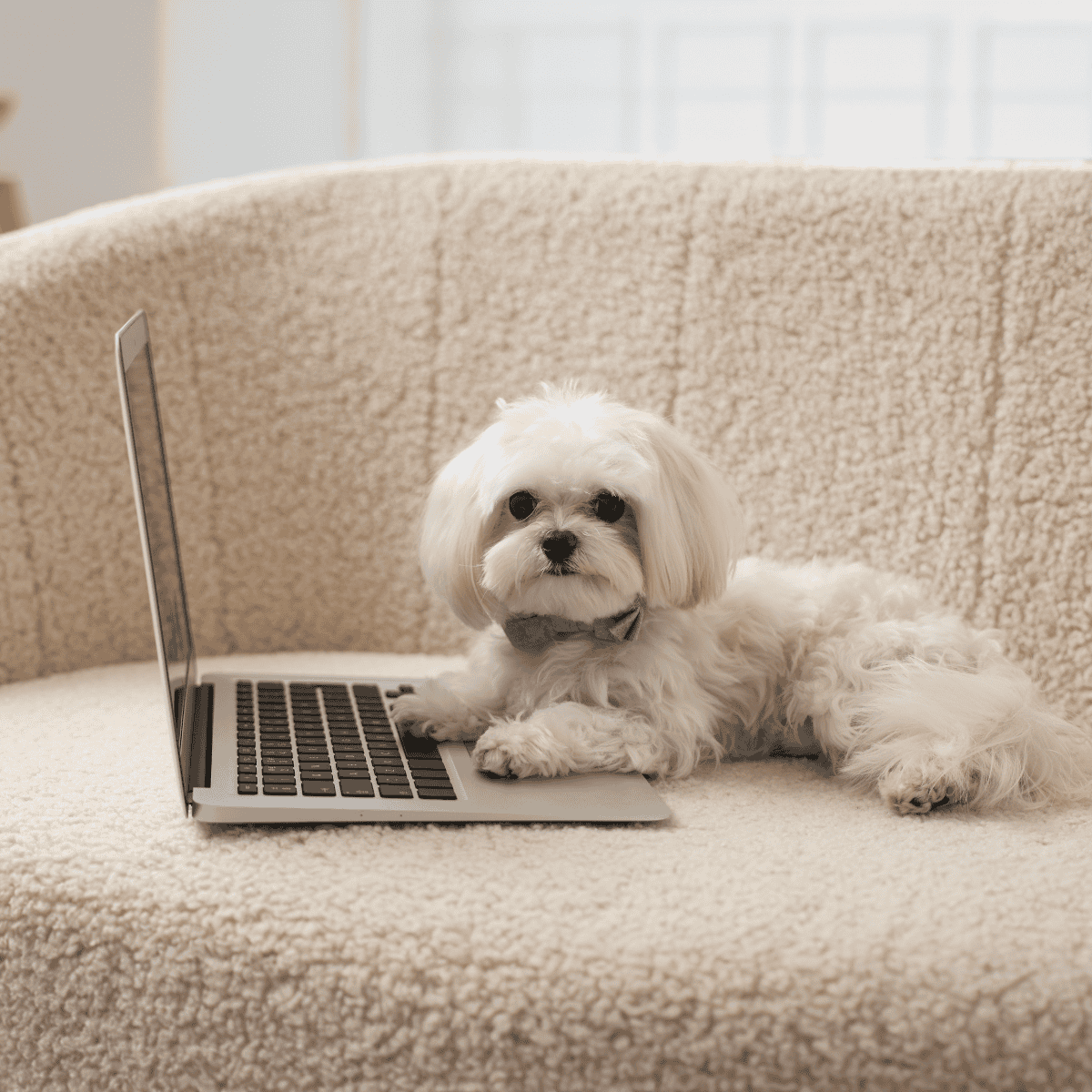Adorable dog using a laptop at home for remote work or learning.