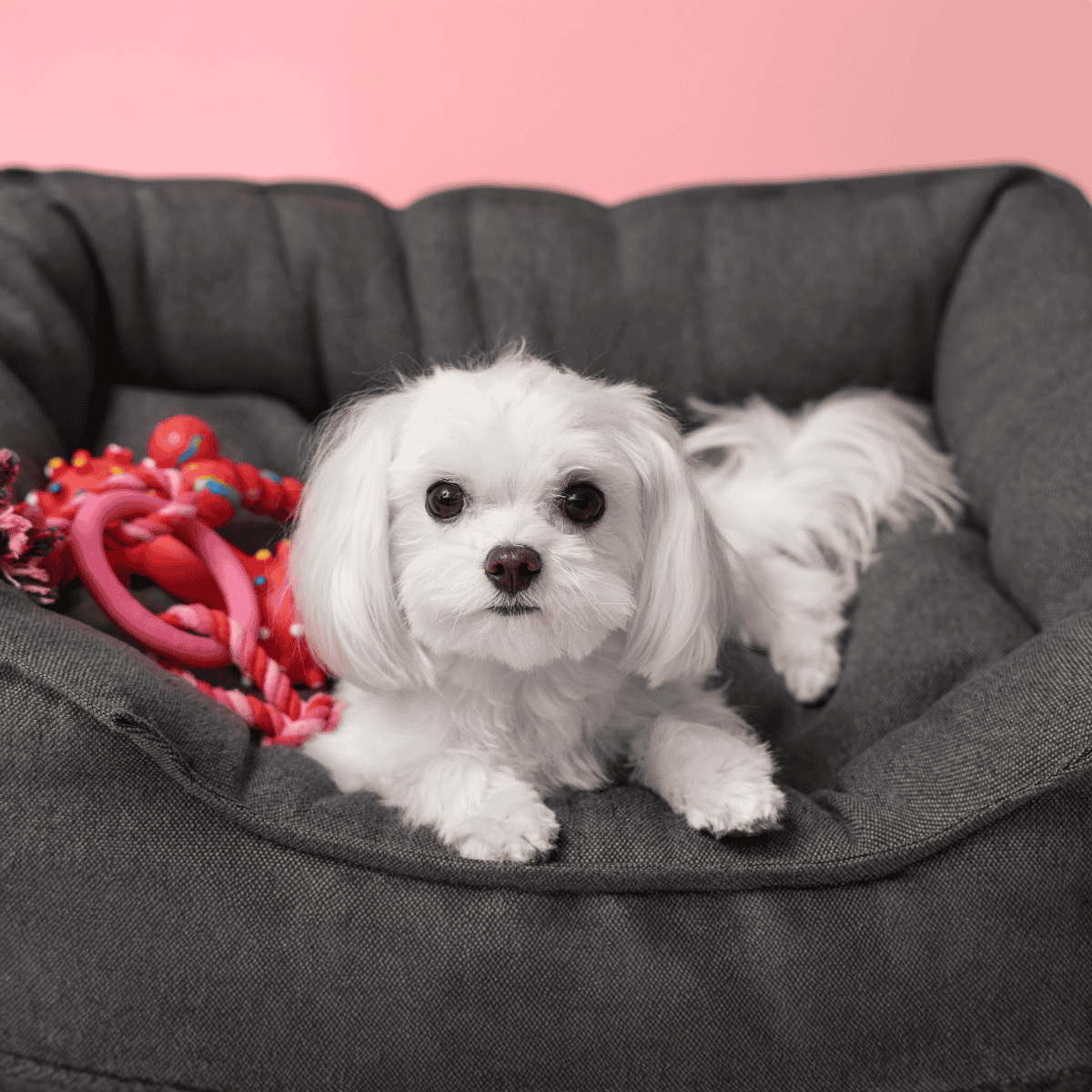 Adorable white Maltese resting in a plush gray dog bed with toys, perfect for small dog comfort.