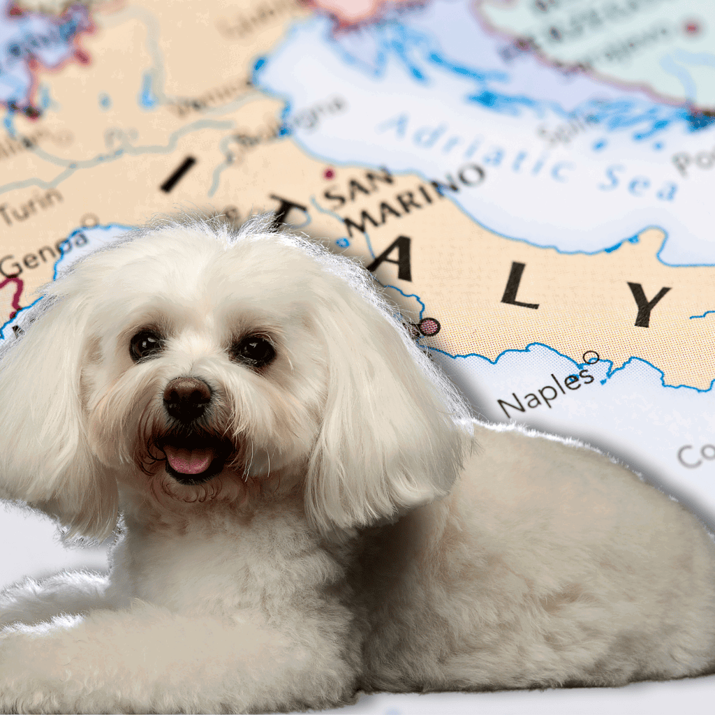 Adorable dog on map of Italy, highlighting pet travel services in Italy.