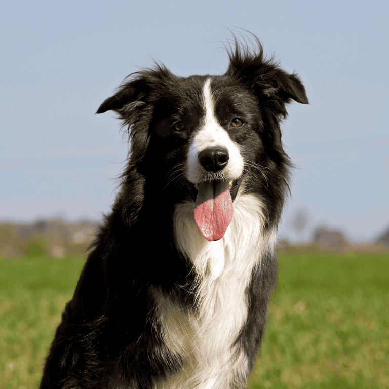 Border collie dog smiling outdoors on grass, energetic and happy dog in natural setting.