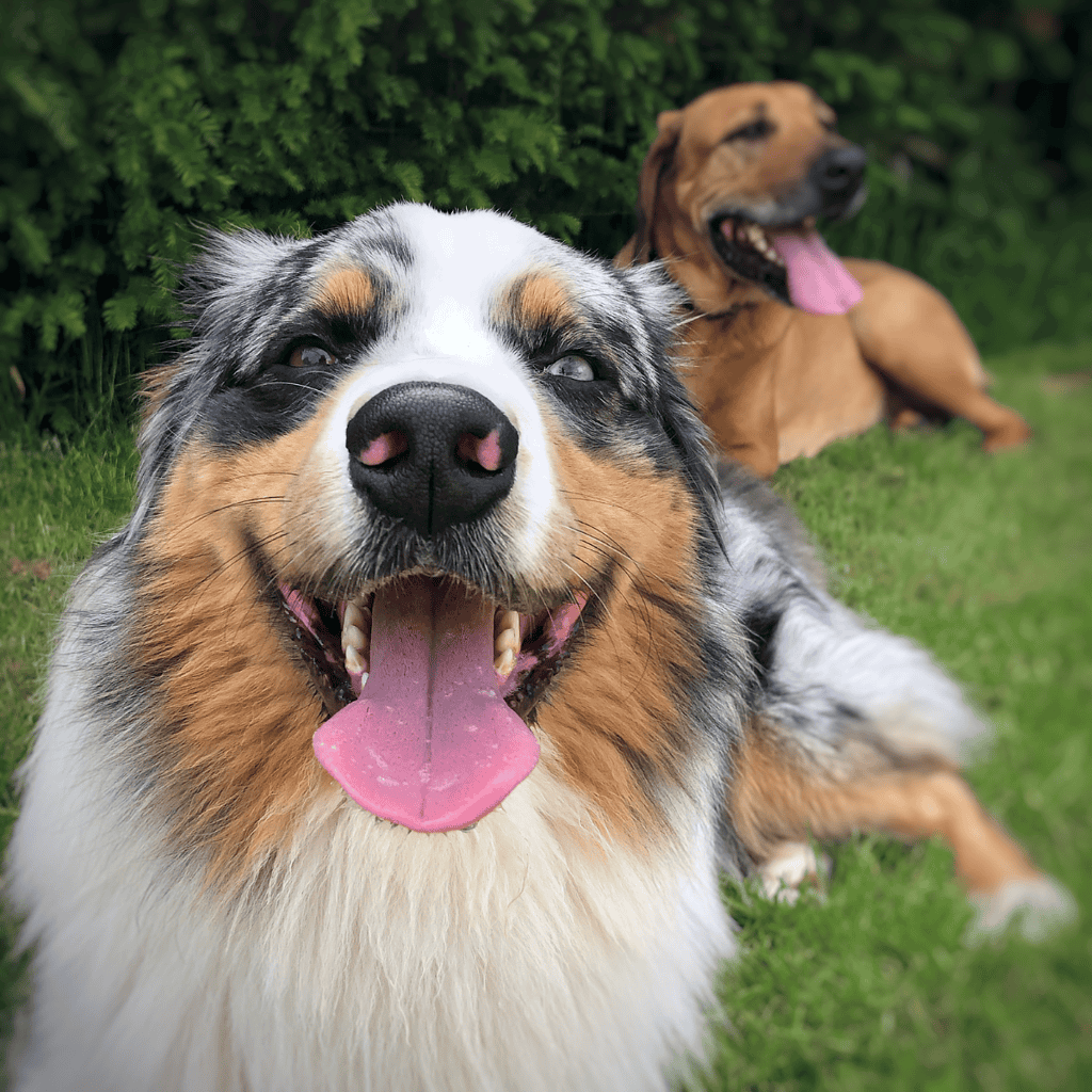 Close-up of joyful Australian Shepherd and Brown Labrador Retriever lying on grass with lush foliage background.