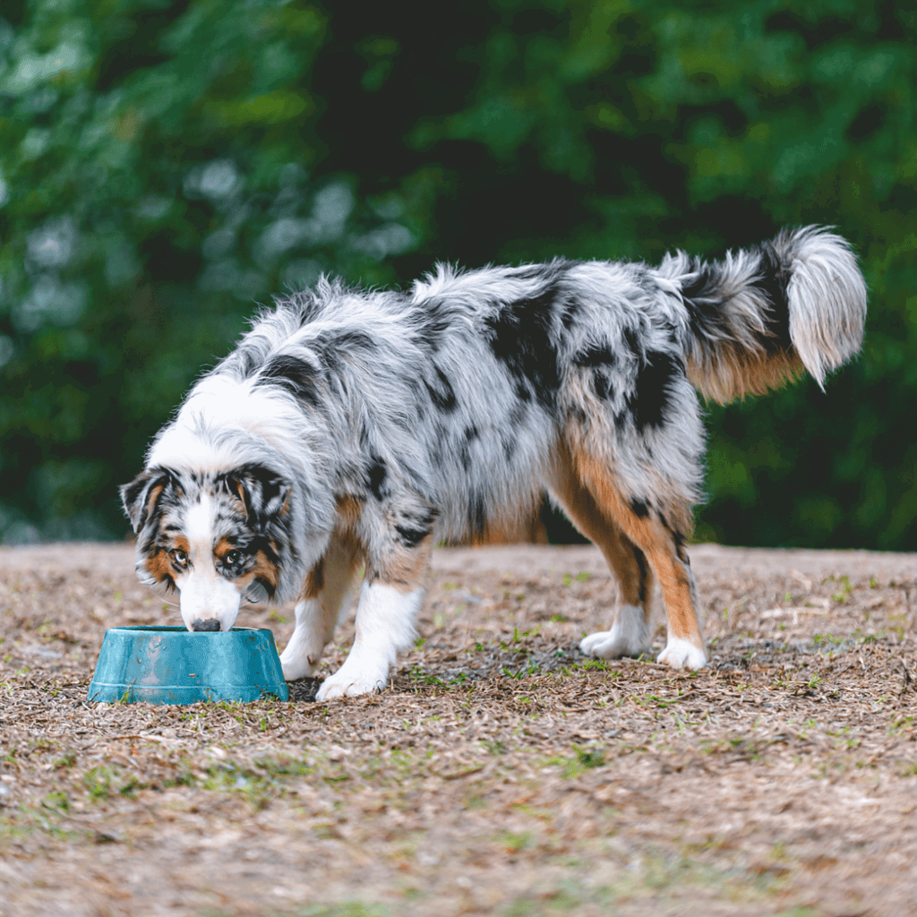 Dogfix.com logo demonstrating pet nutrition and care.