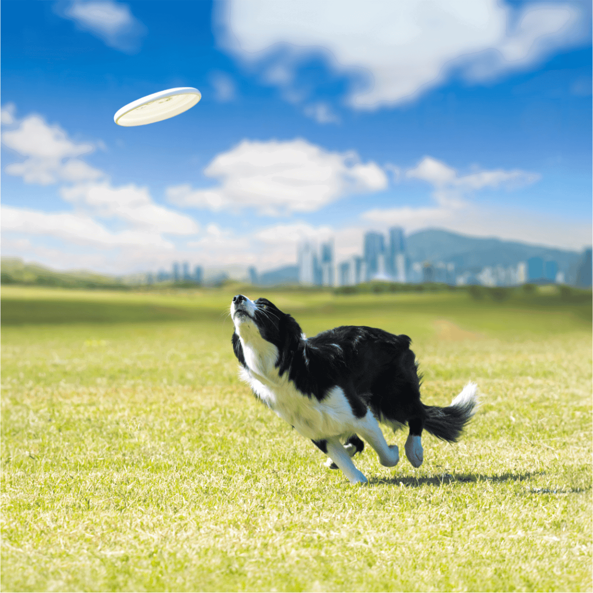 A playful Border Collie dog catching a frisbee in a lush green park under a blue sky.