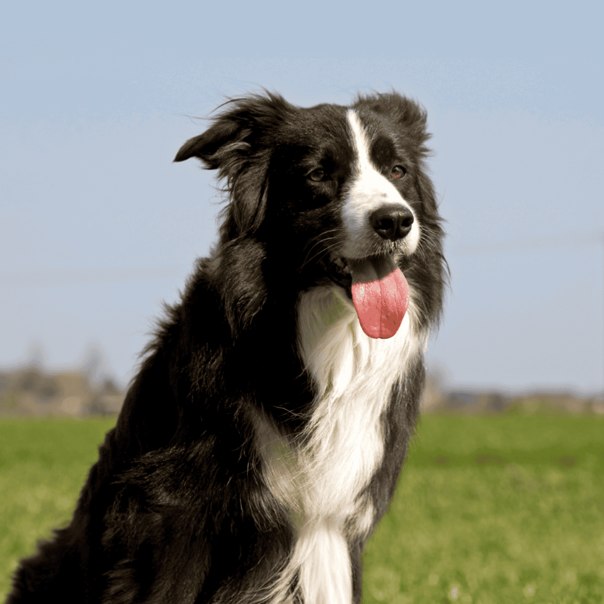Border Collie puppy enjoying outdoor playtime on green grass.