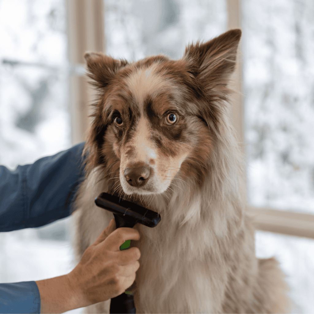 Border Collie Grooming