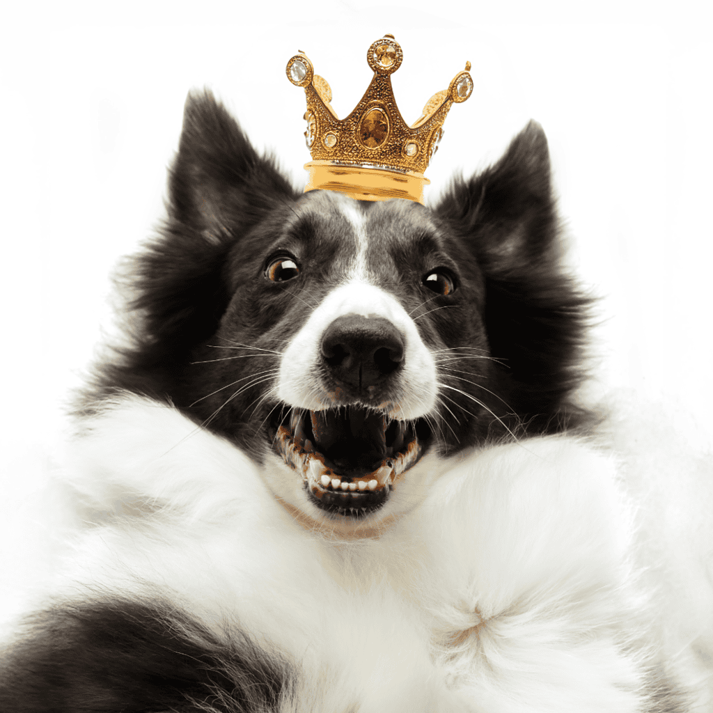 Cute border collie wearing a gold crown, looking proud and happy.