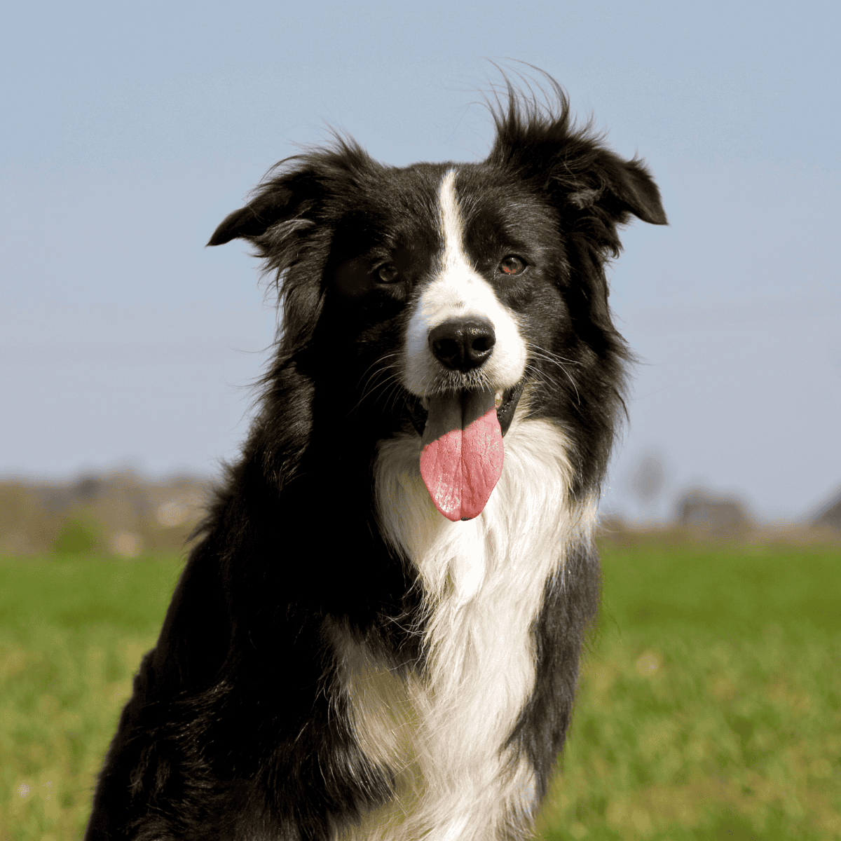 Border collie dog smiling outdoors on grass, energetic and happy dog in natural setting.