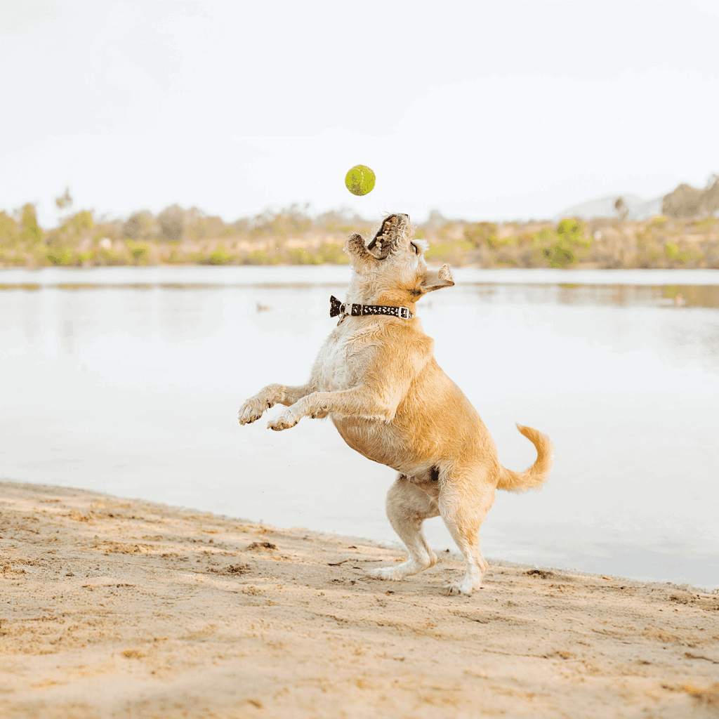 Border Terrier Exercise
