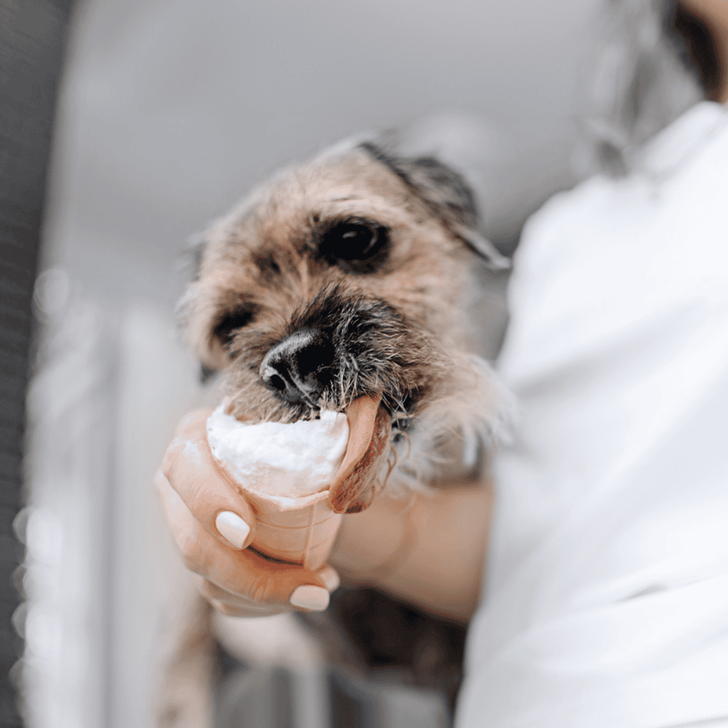 Border Terrier Food & Diet Requirements