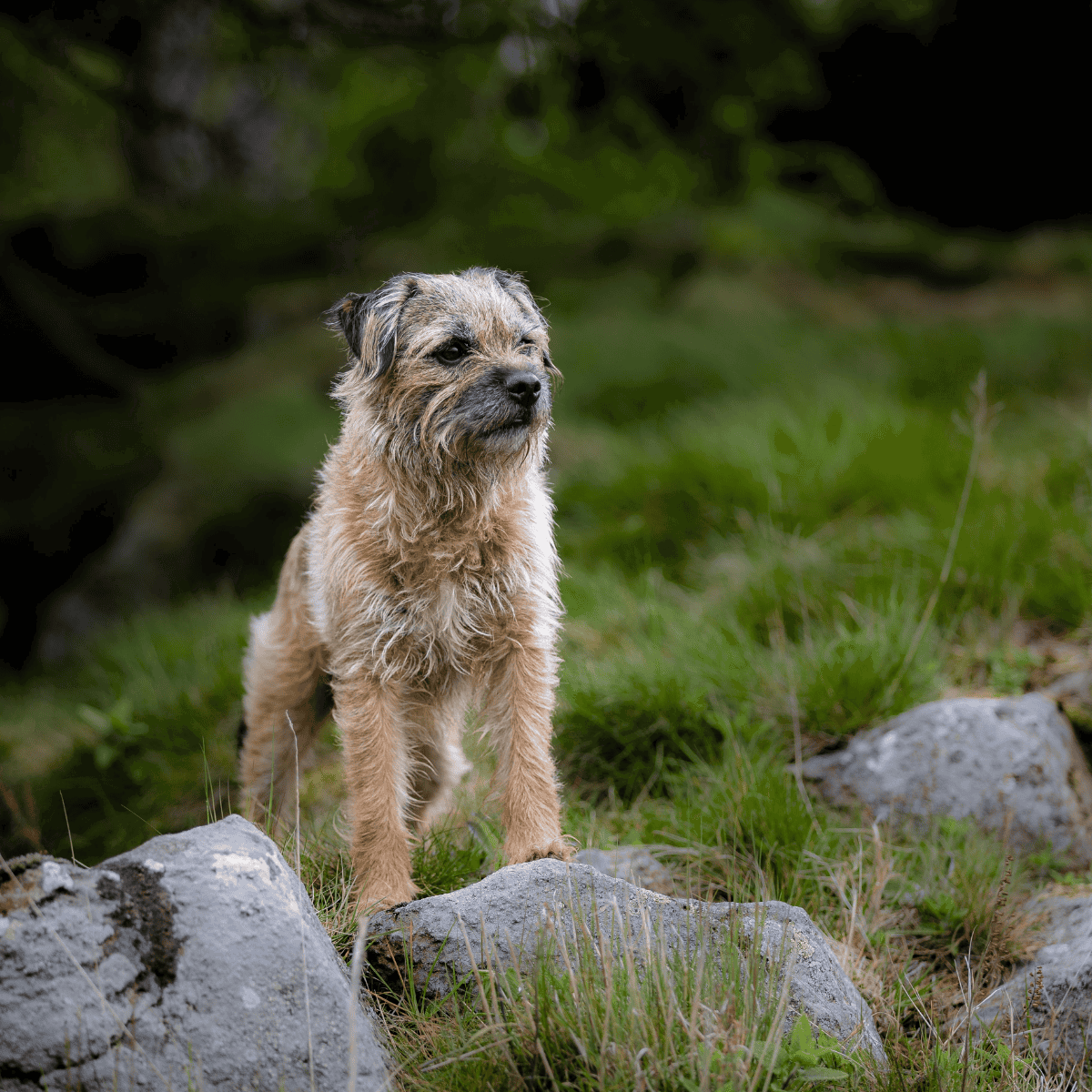 Dog rescue terrier in nature.