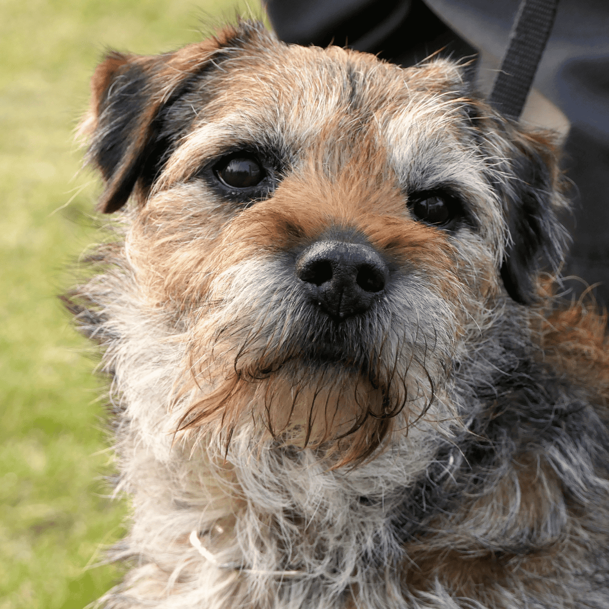 Close-up of an adorable scruffy mixed-breed dog with expressive eyes and a well-maintained coat.
