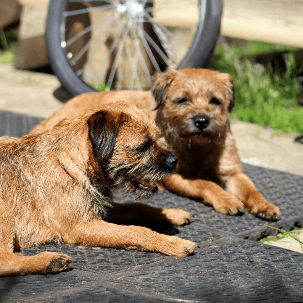 Border Terrier Male Vs. Female