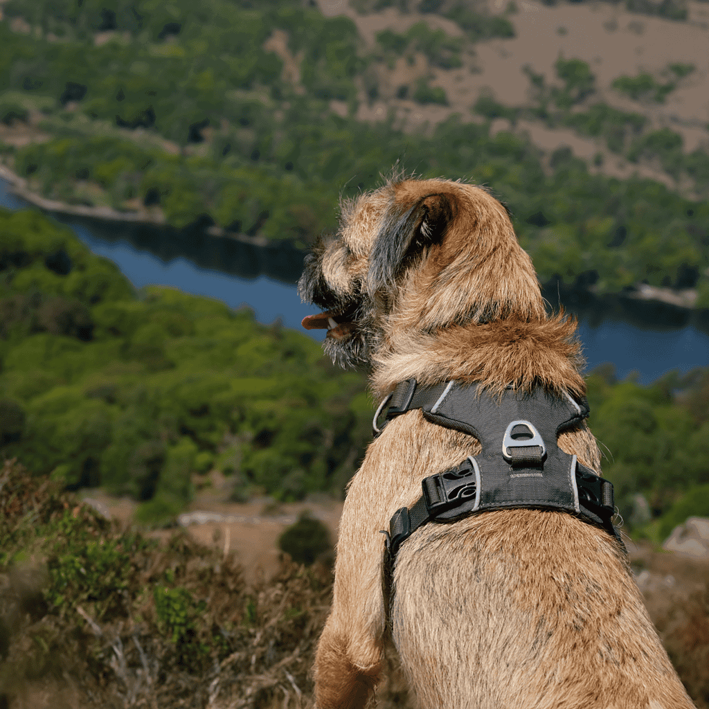 Border Terrier They Had Different Names In the Early Days
