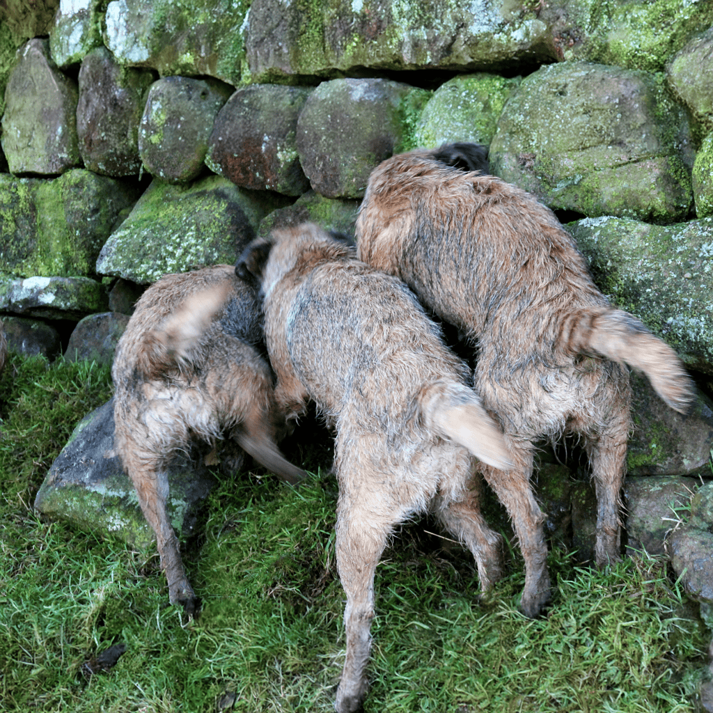 Border Terrier They are master escape artists.