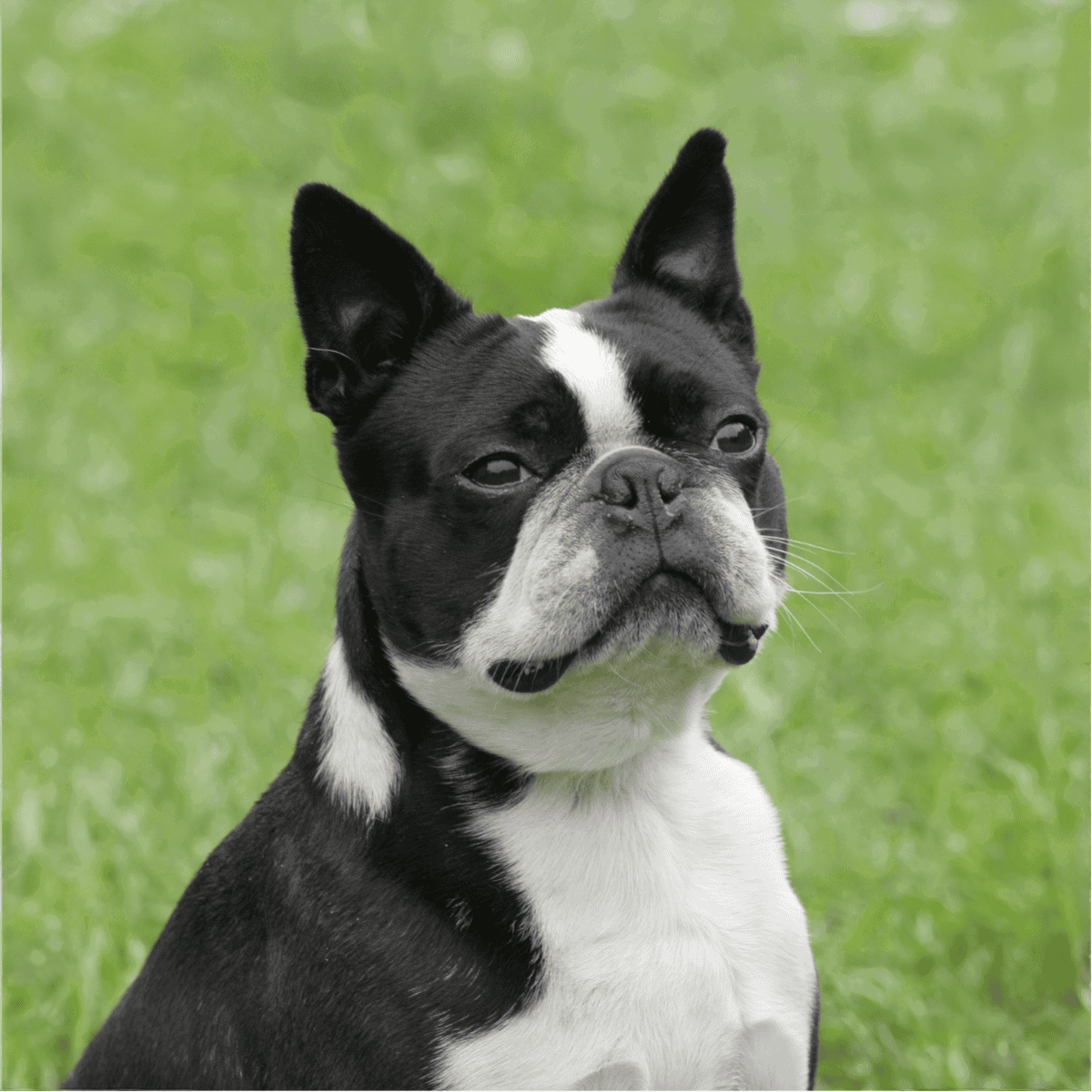 Adorable Boston Terrier puppy outdoors, cute dog with perked ears and charming expression in lush grass setting.