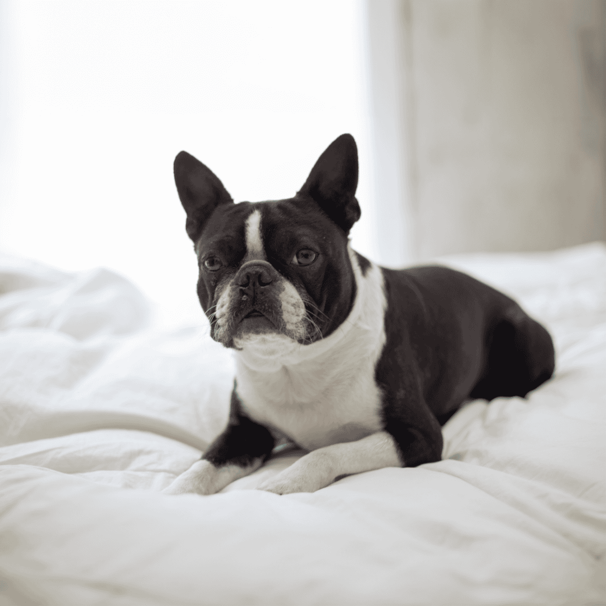 French Bulldog lying comfortably on white bedding, perfect for pet relaxation and comfort.