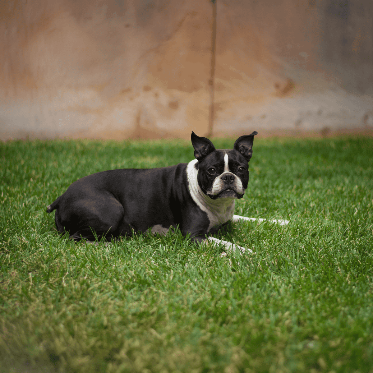 Adorable Boston Terrier puppy resting on lush green grass for pet care, training, and dog health tips.