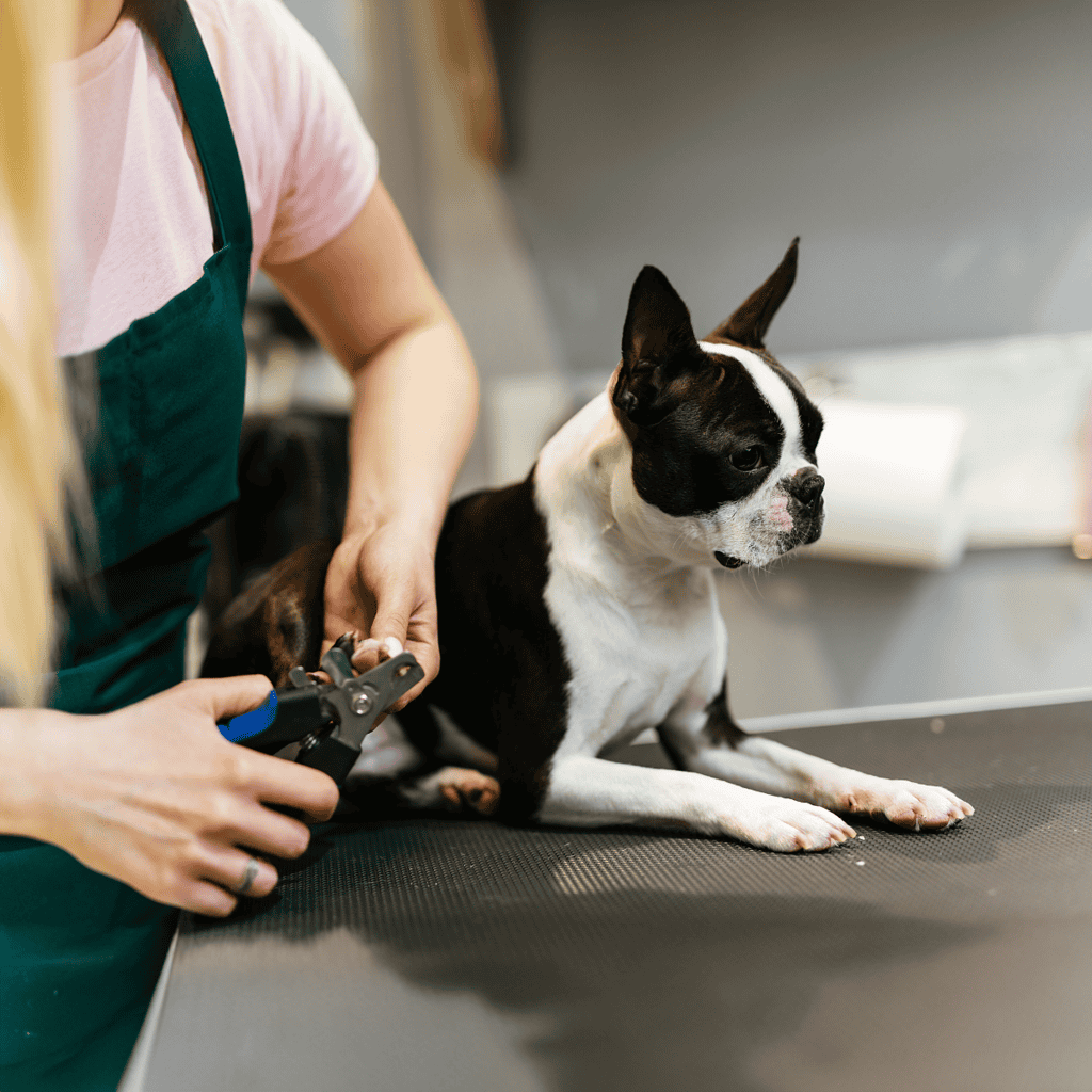Dog grooming service for small dogs, Boston Terrier getting a grooming treatment.