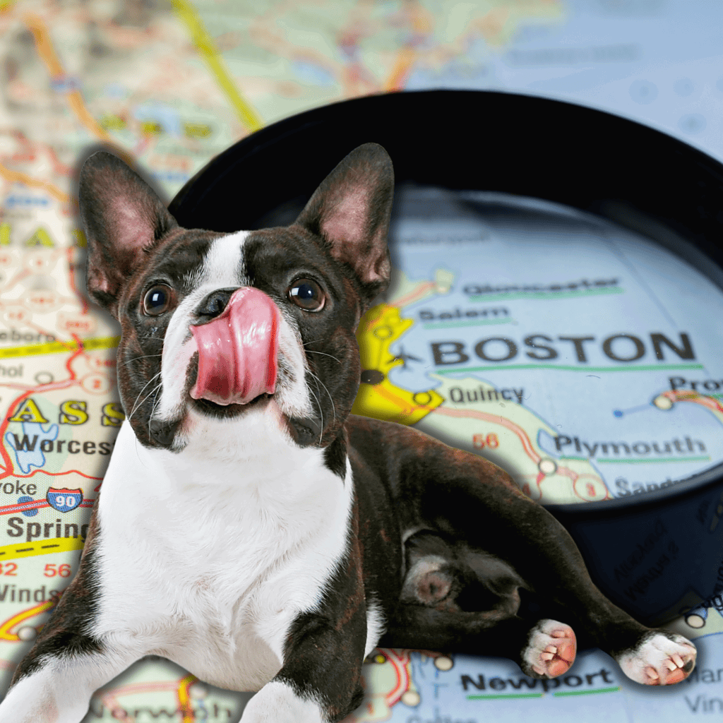 Boston Terrier The Breed Became Popular in Boston