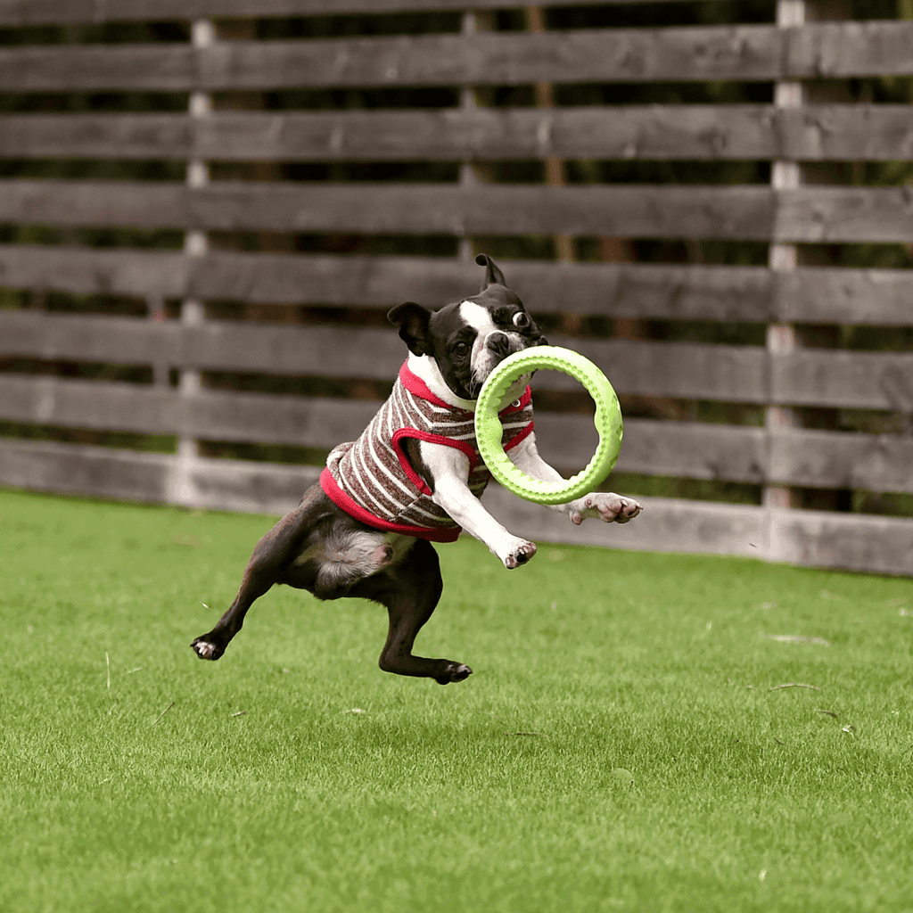 Boston Terrier Training