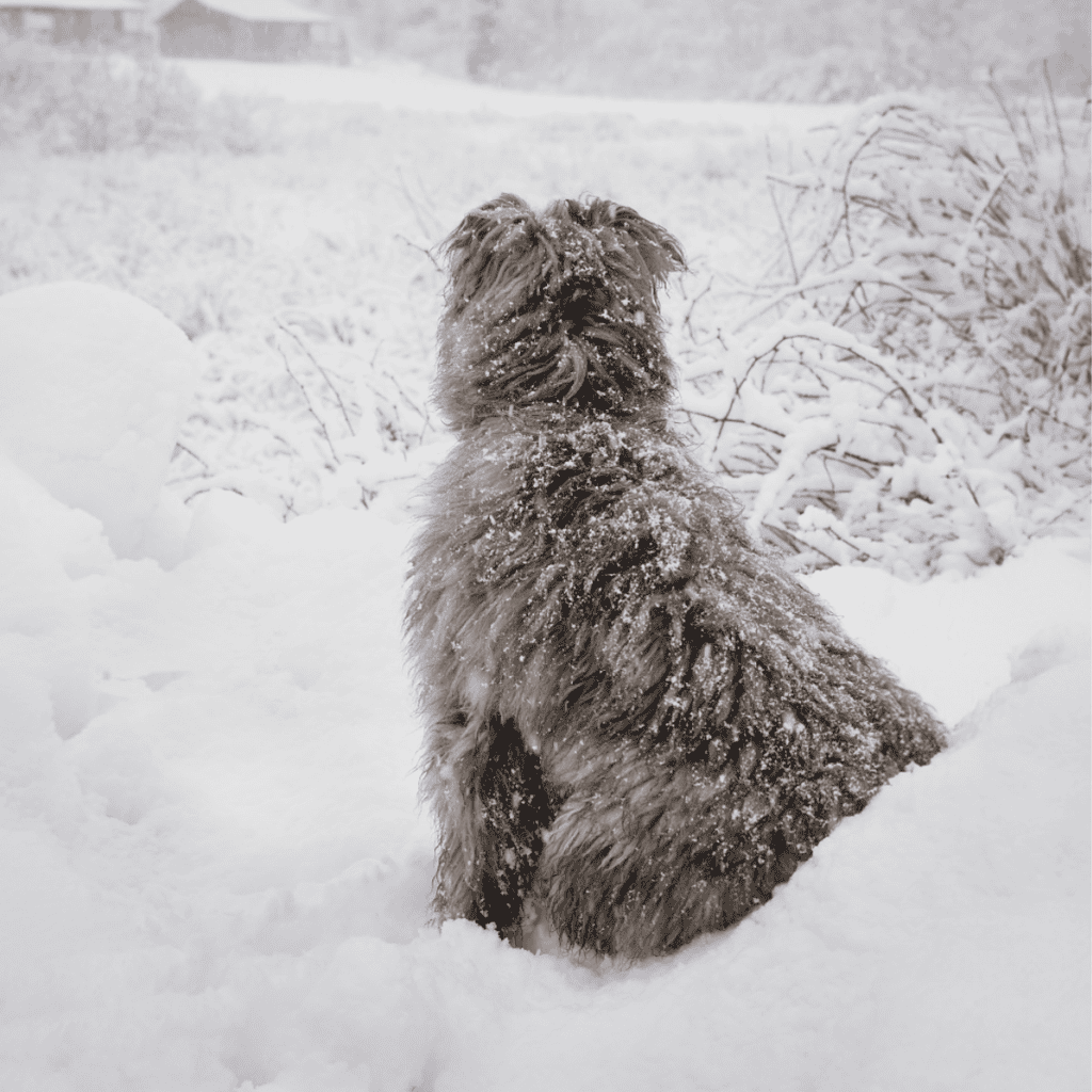Bouvier des Flandres Are Considered Hypoallergenic