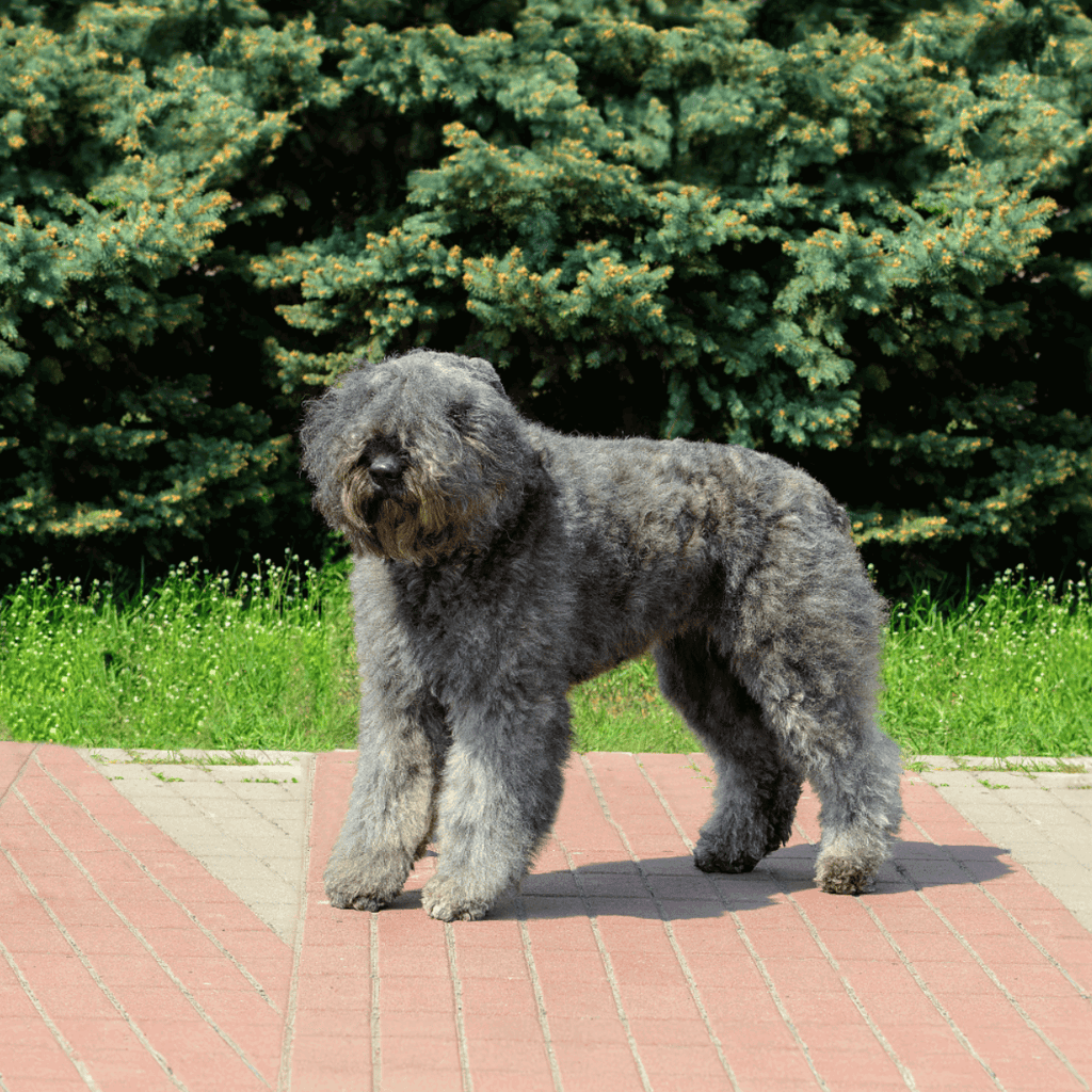 Bouvier des Flandres Final Thoughts