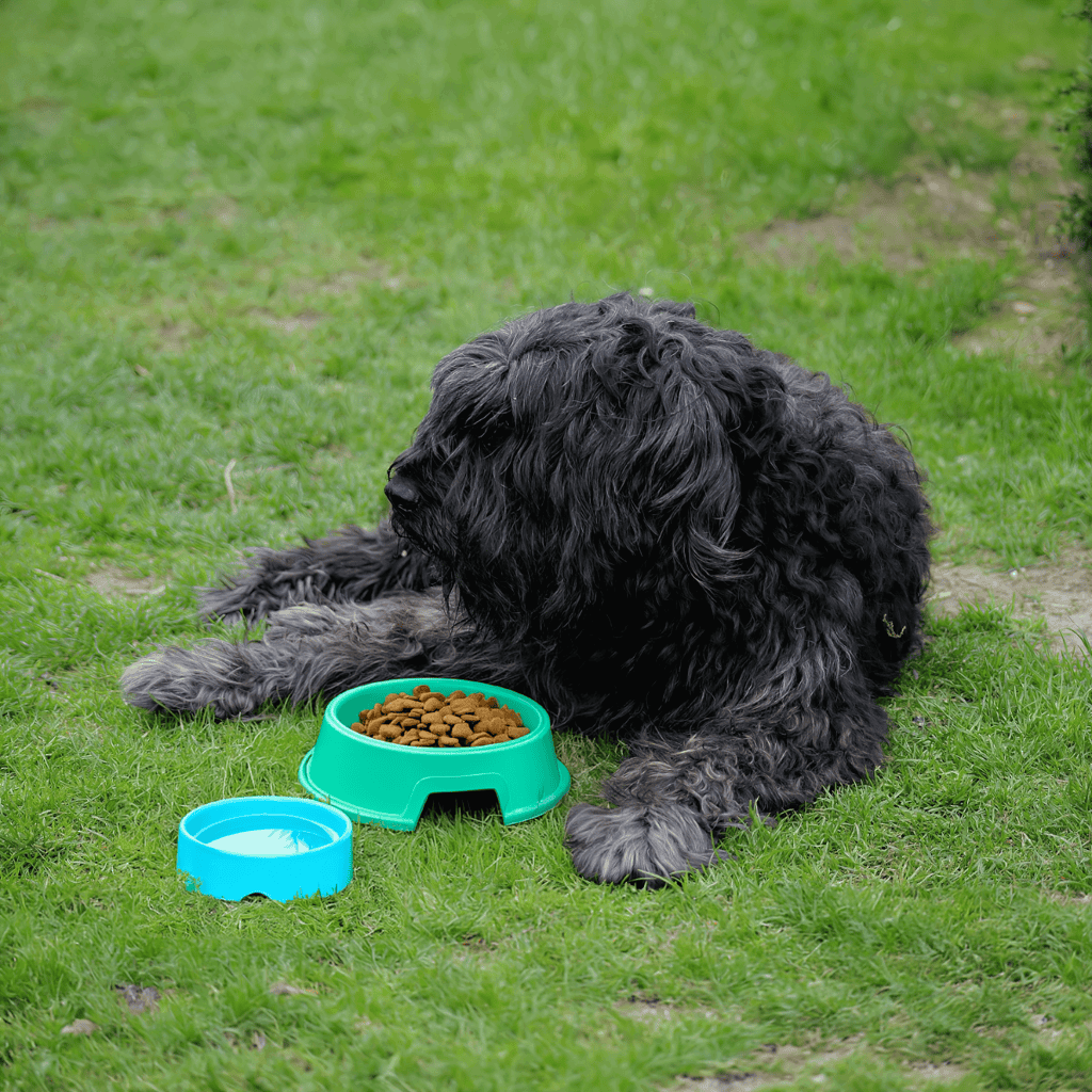 Bouvier des Flandres Food & Diet Requirements