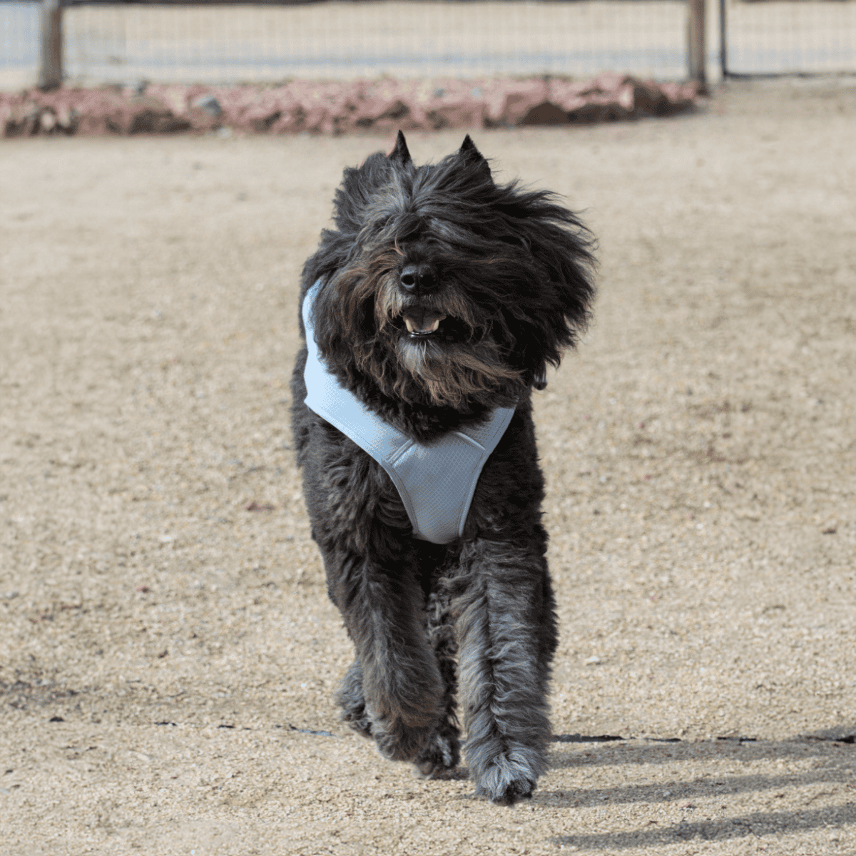 Black fluffy dog running happily in a sandy outdoor area, wearing a grey harness.
