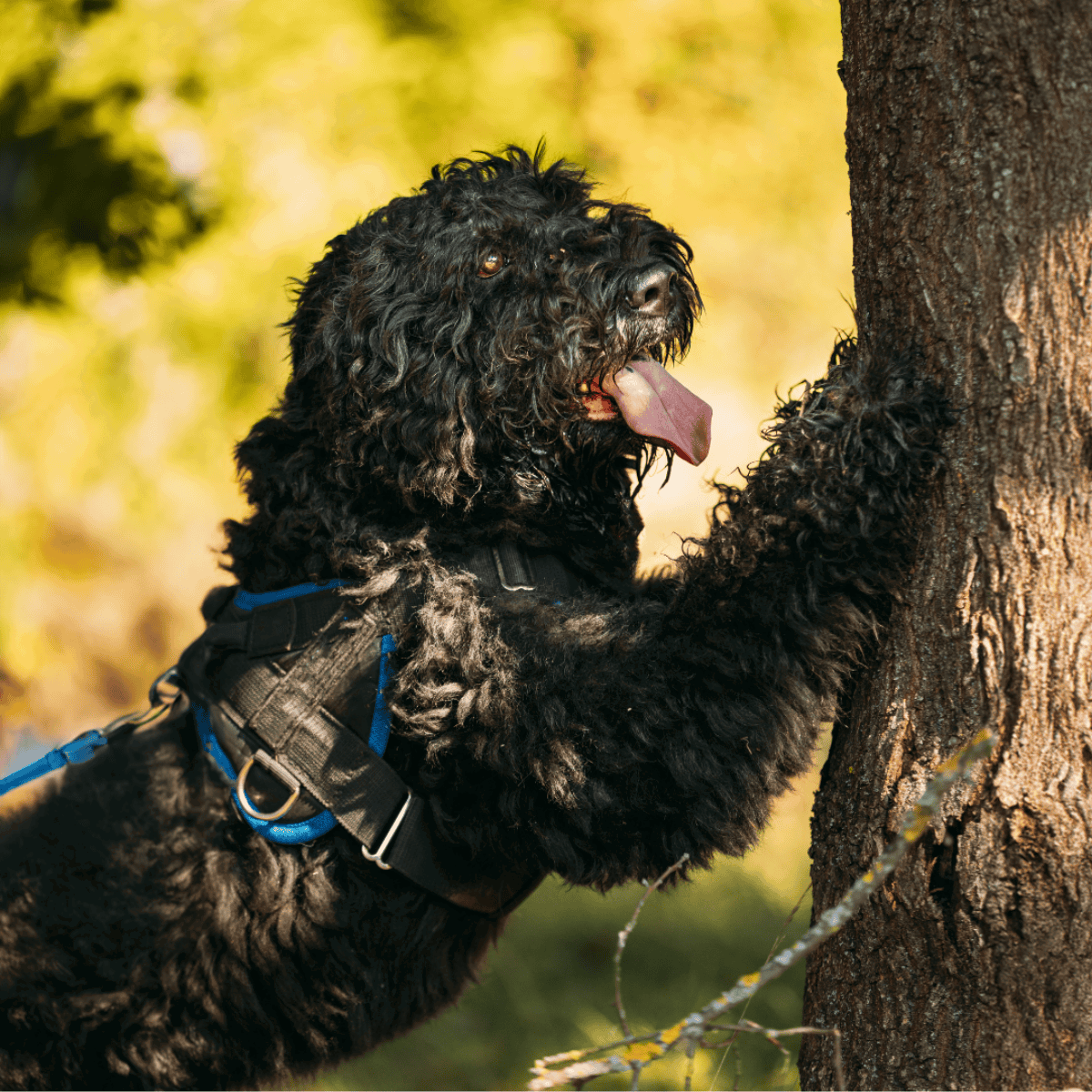 Friendly black curly-haired dog in harness, exploring nature by a tree.