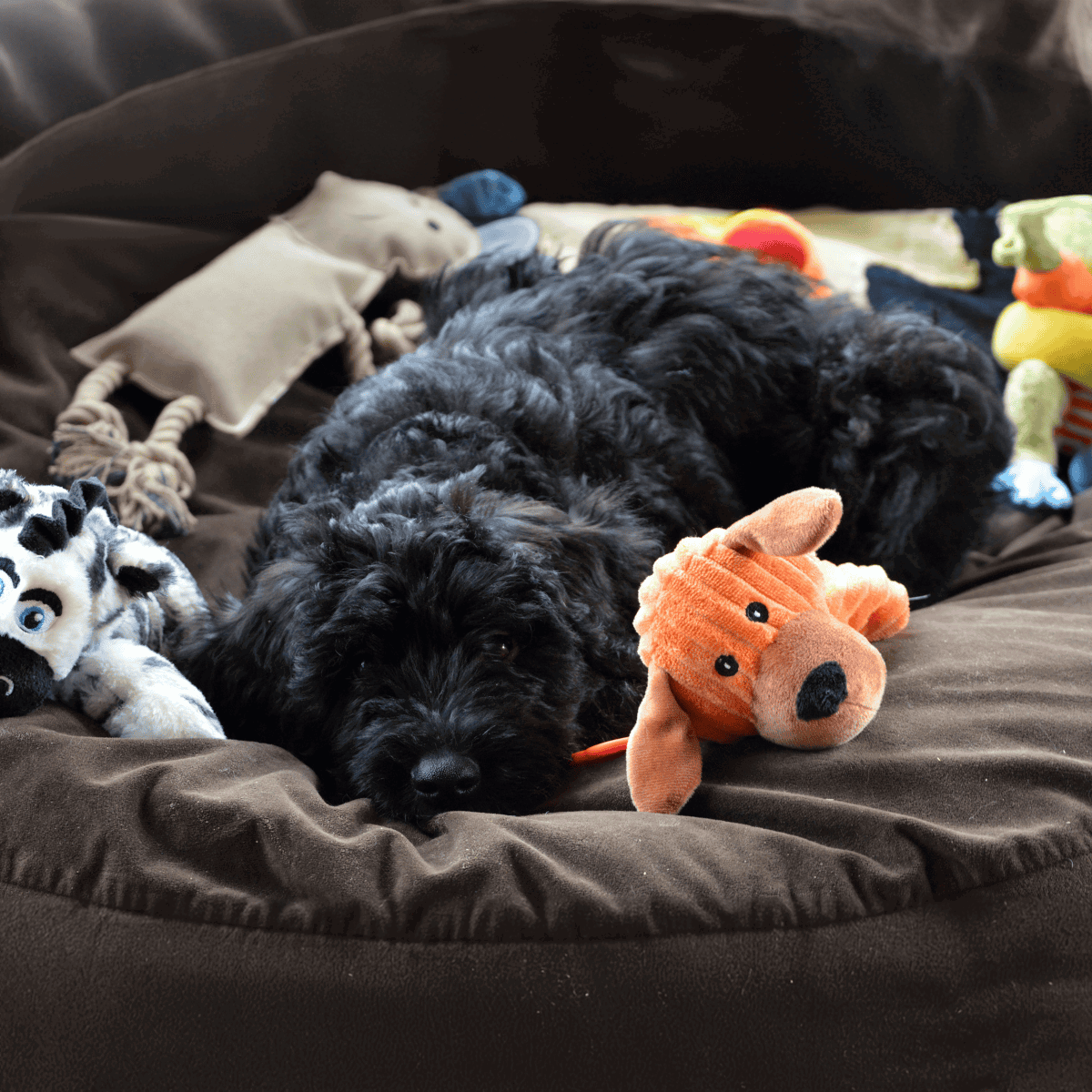 Black puppy resting with soft toys in cozy pet bed, ideal for dog comfort and relaxation.