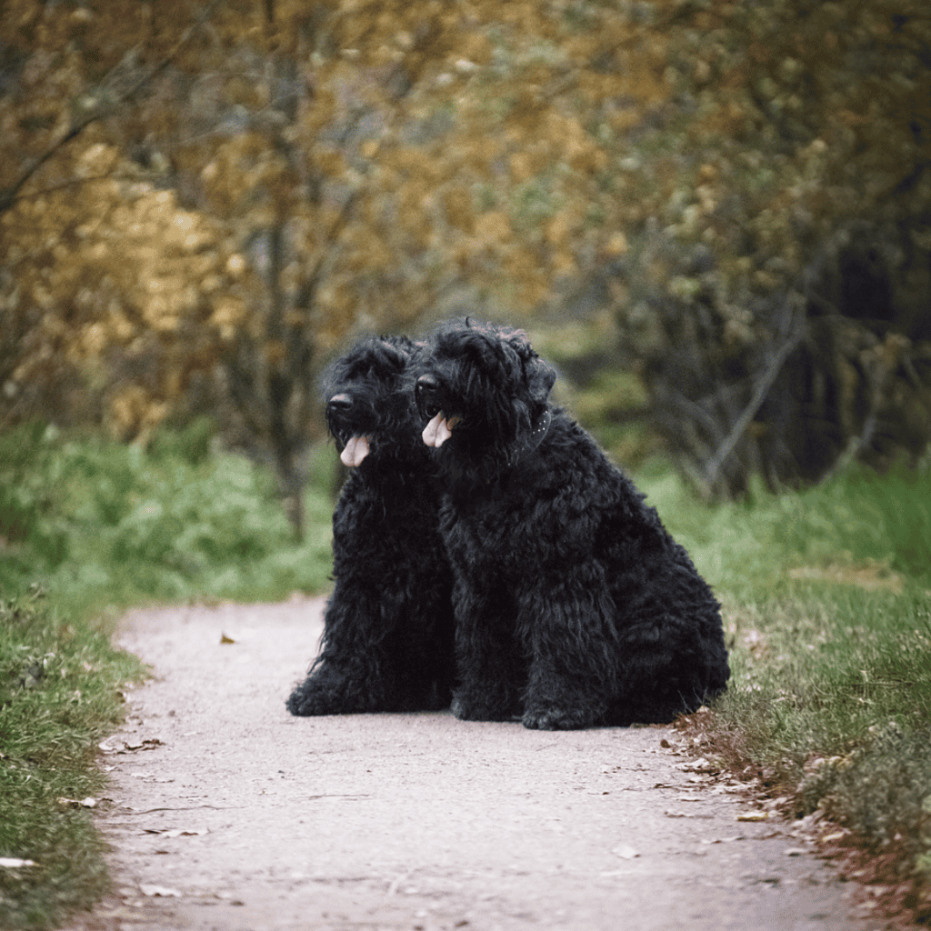 Bouvier des Flandres Male Vs. Female