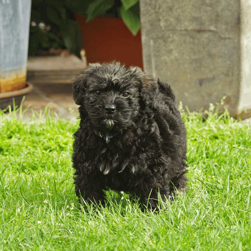 Bouvier des Flandres Puppies