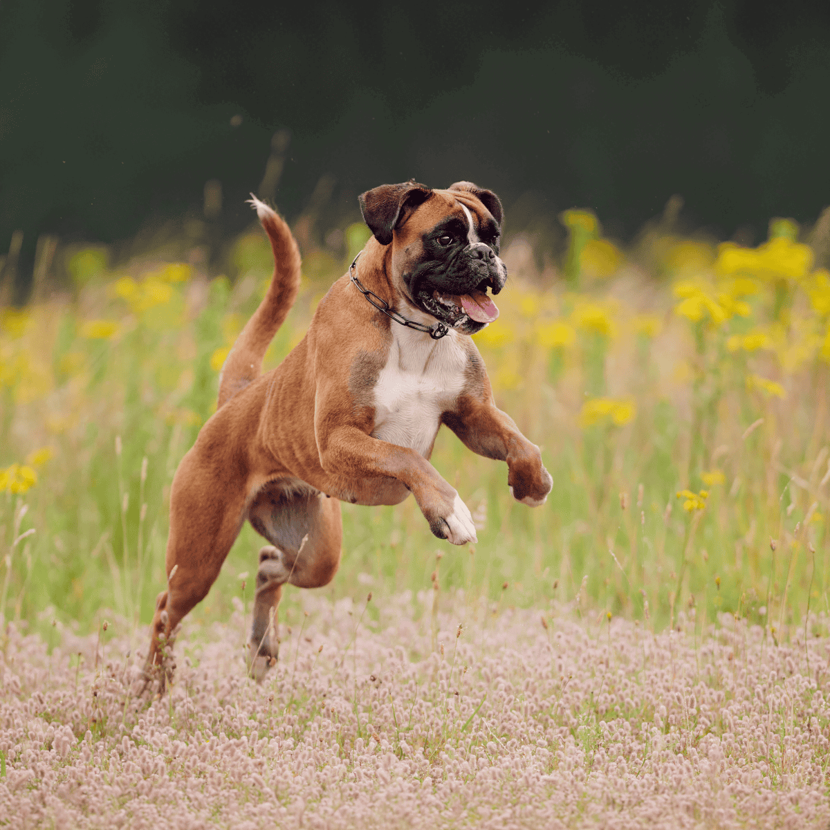 Adorable boxer dog joyfully running through a lush field of flowers on a sunny day.