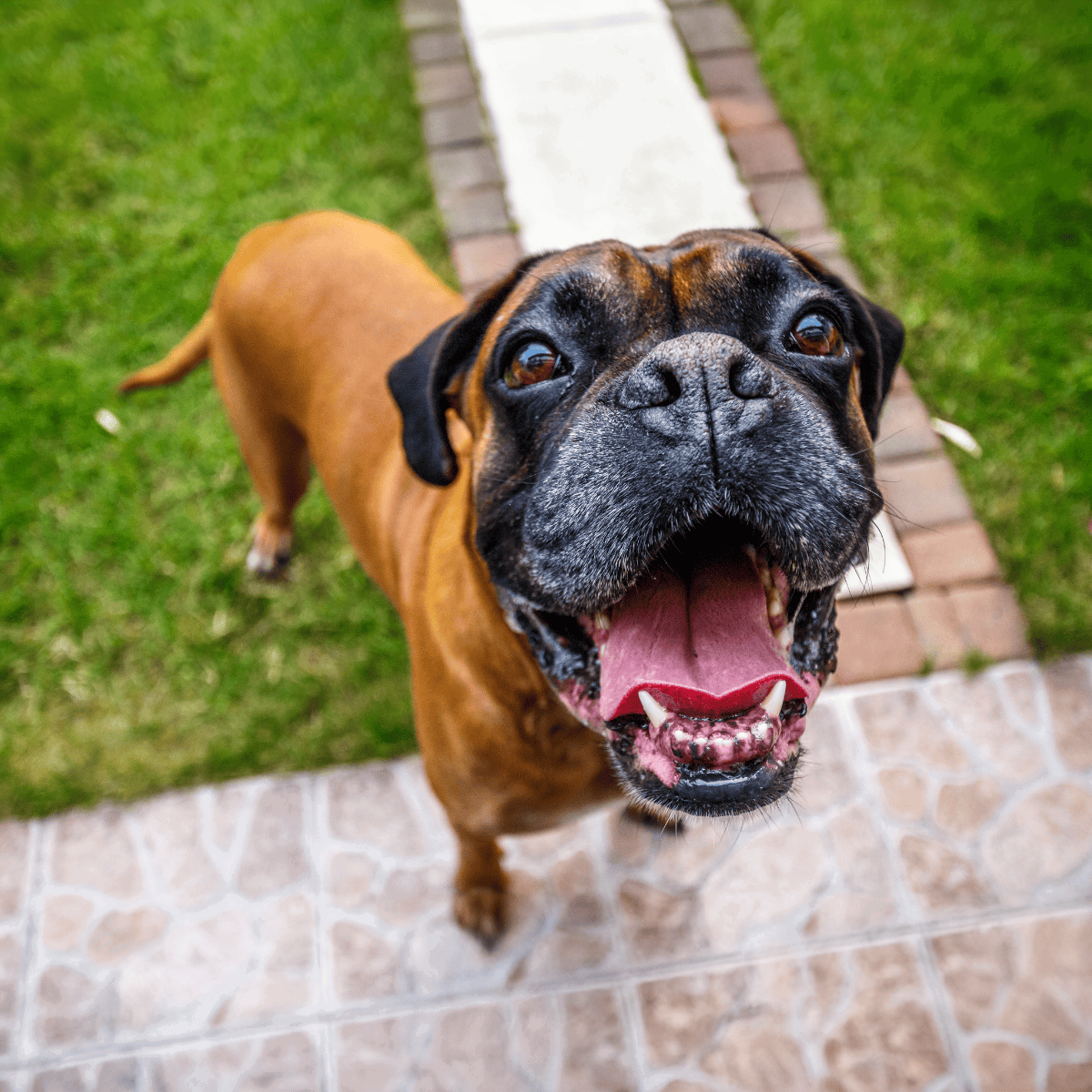 Cute Boxer dog joyful outdoors.