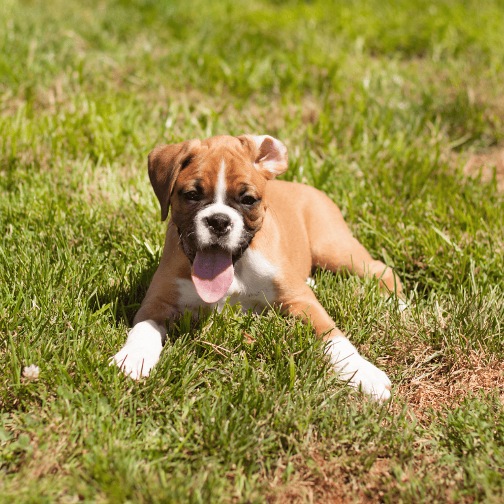 Boxer Puppies