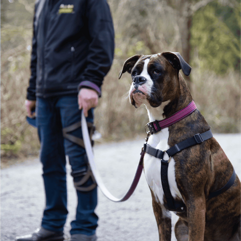 Dog training, dog behavior and obedience training for all breeds.