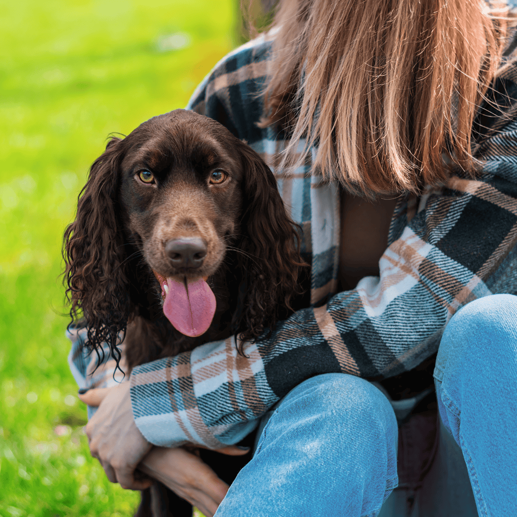 Boykin Spaniel Are These Dogs Good For Families