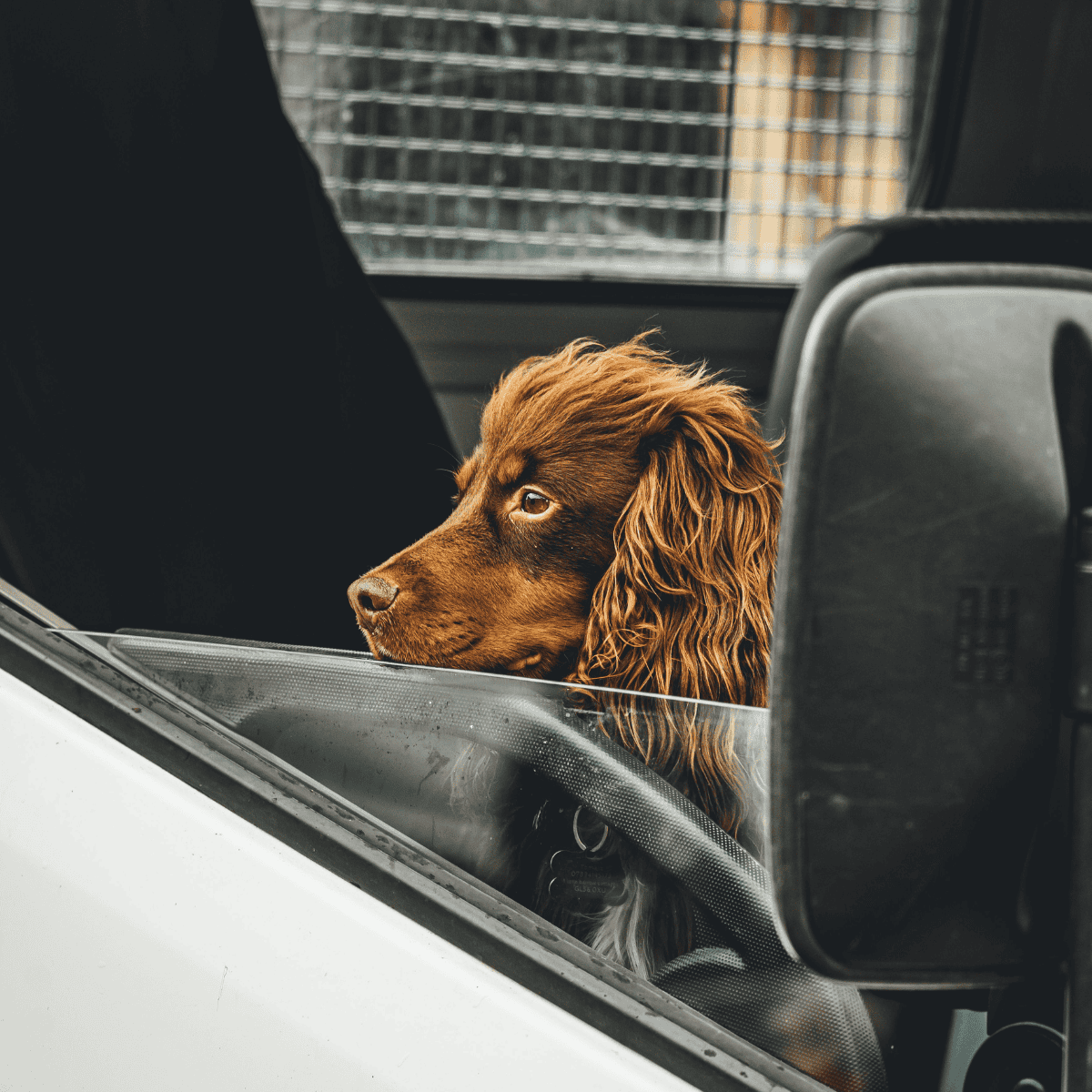 Adorable brown dog sitting in a car, looking out the window with curiosity.