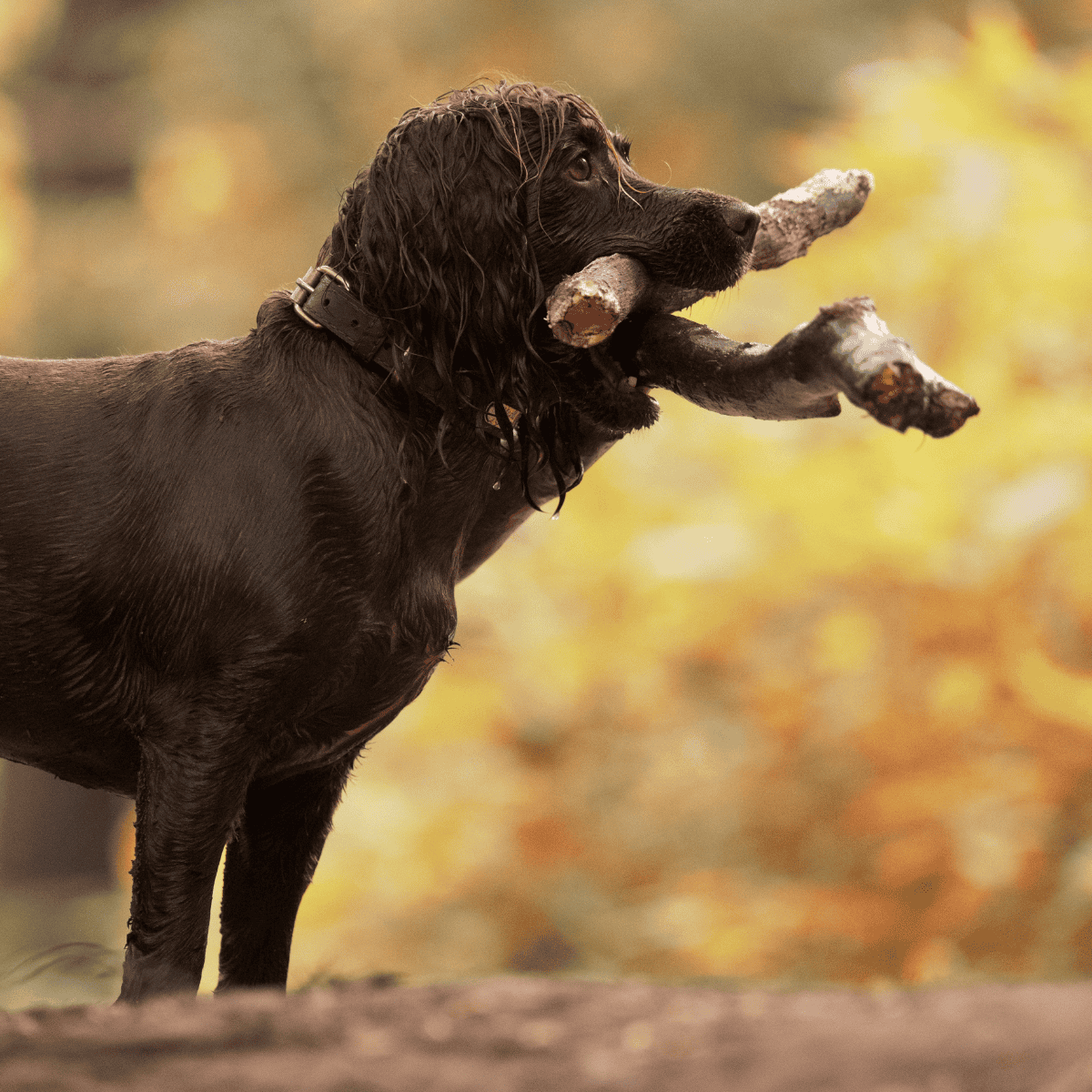 Dog with stick in mouth, outdoor pet activity, canine exercise, fall background, happy dog, pet care, dog park.