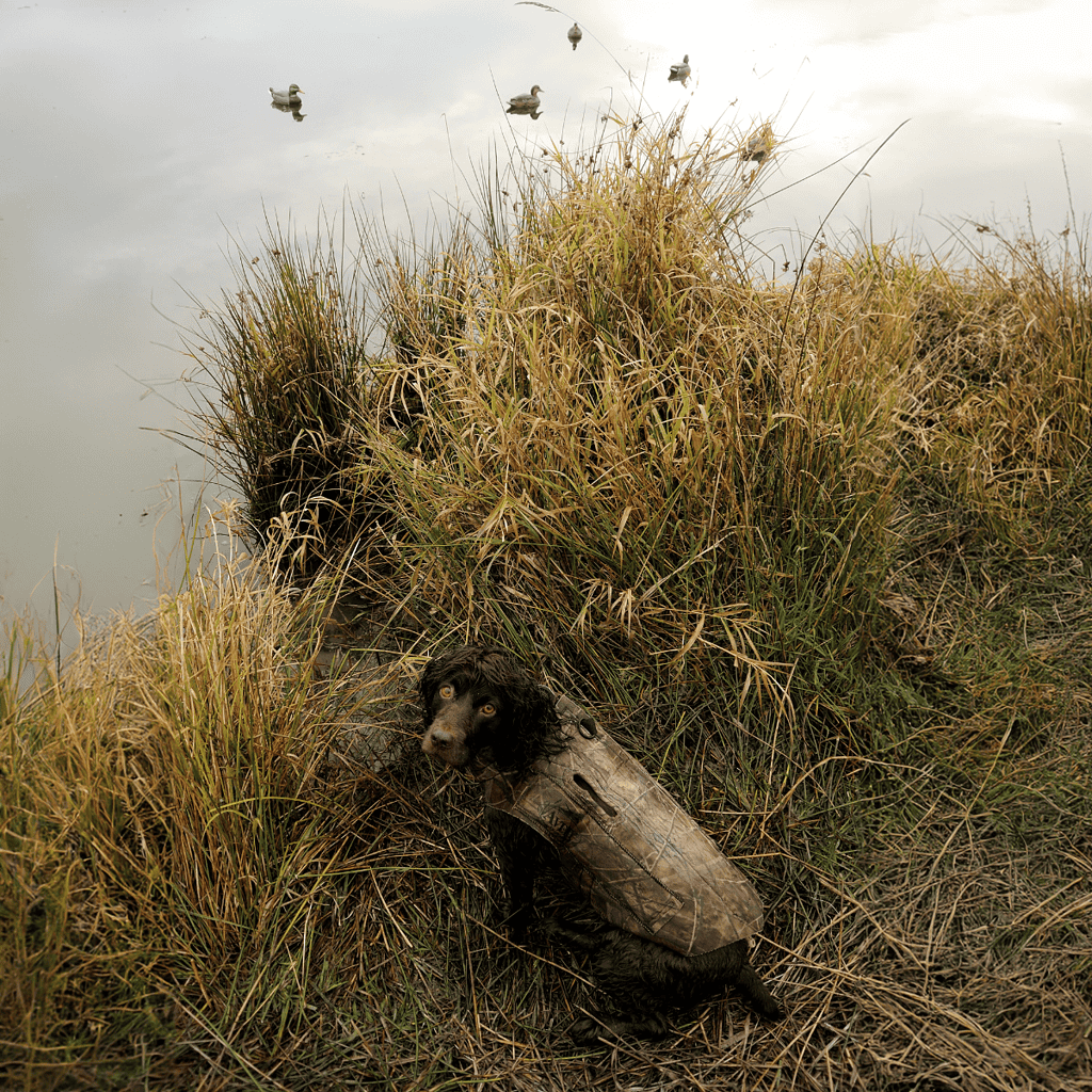 Boykin Spaniel They Are the Official State Dog of South Carolina