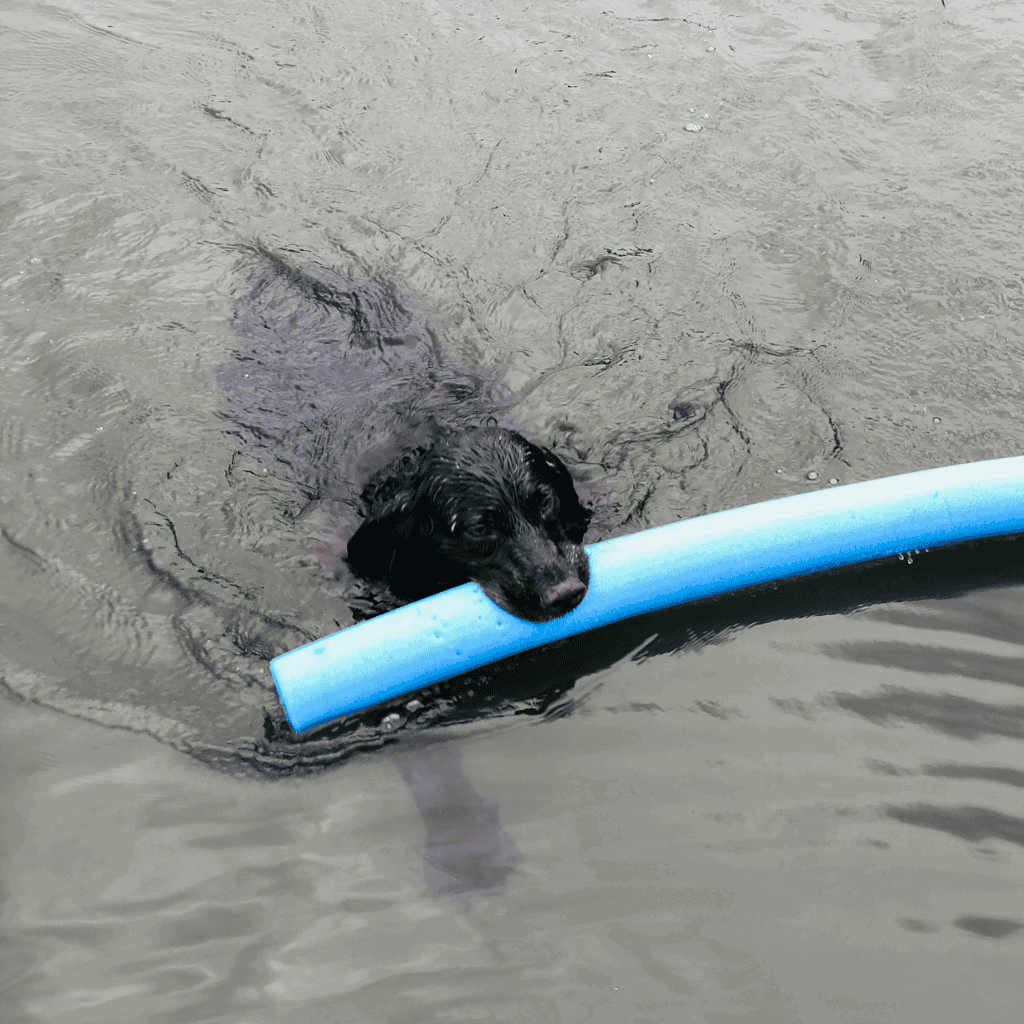 Boykin Spaniel They’re Relentless Hunters