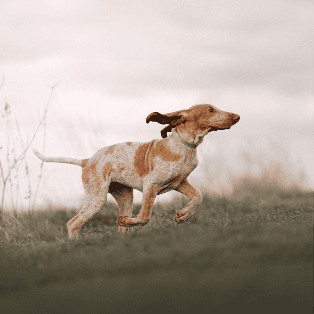 A playful dog running freely in a natural field, showcasing agility and vitality.