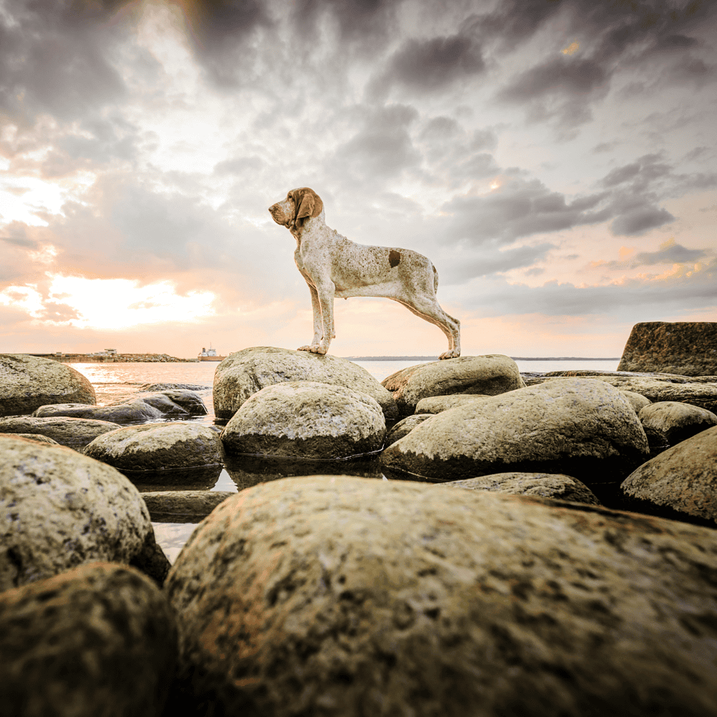 Adorable dog exploring rocky shoreline at sunset, capturing an outdoor adventure moment, perfect for dog lovers and pet owners.