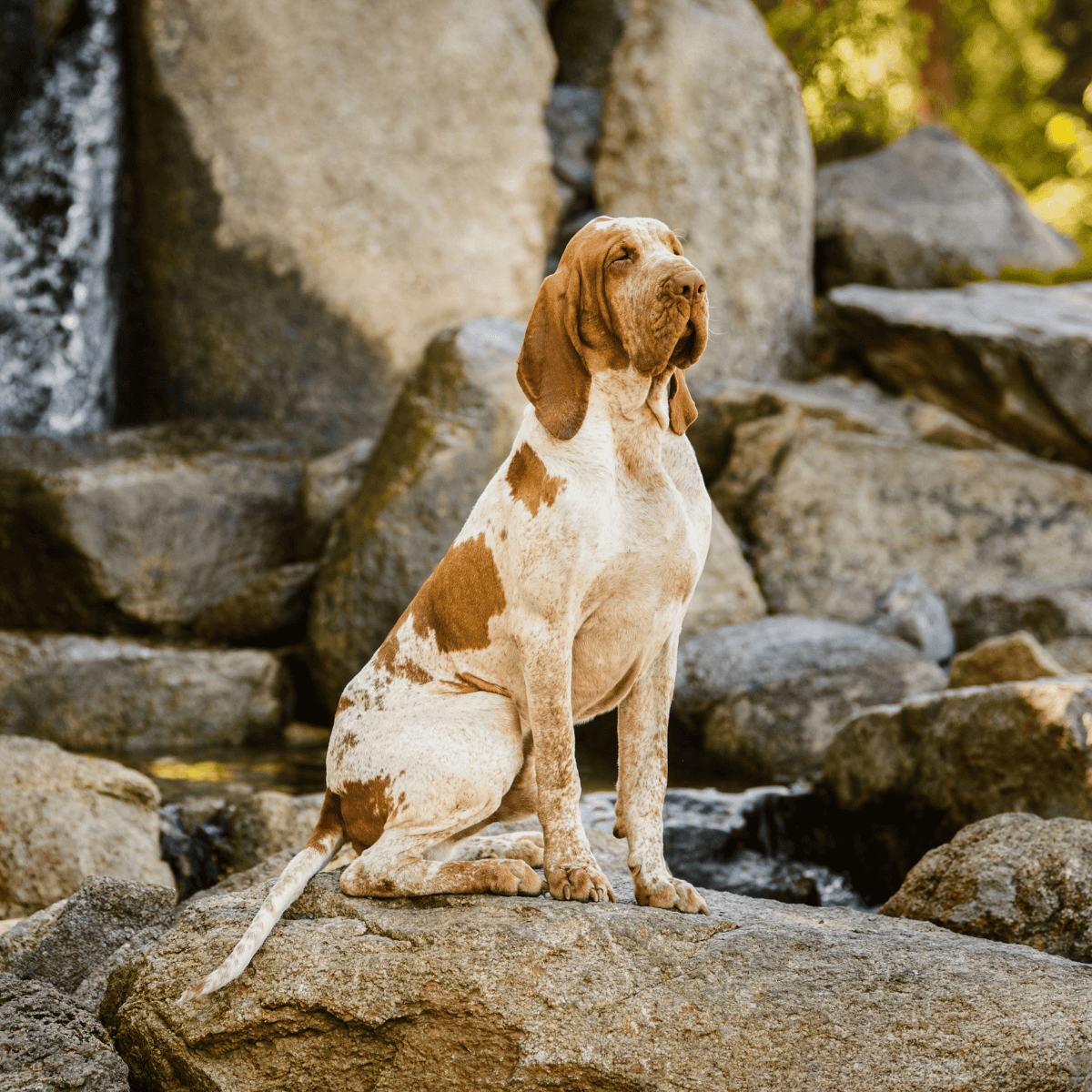 A brown and white hound dog sitting calmly on rocks near a creek in a scenic outdoor setting.