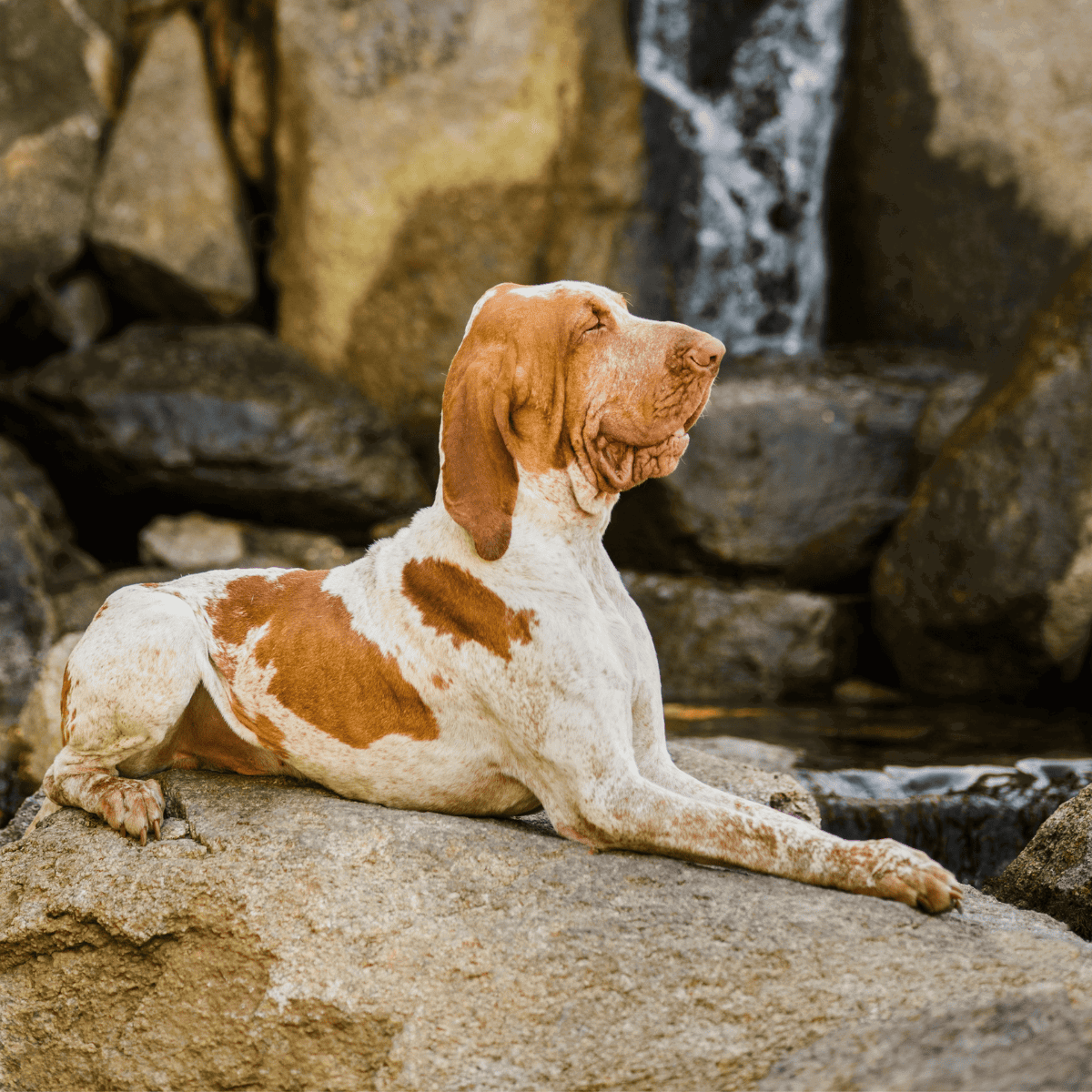 Dog laying on rocks near a small waterfall, enjoying the outdoors and serenity.