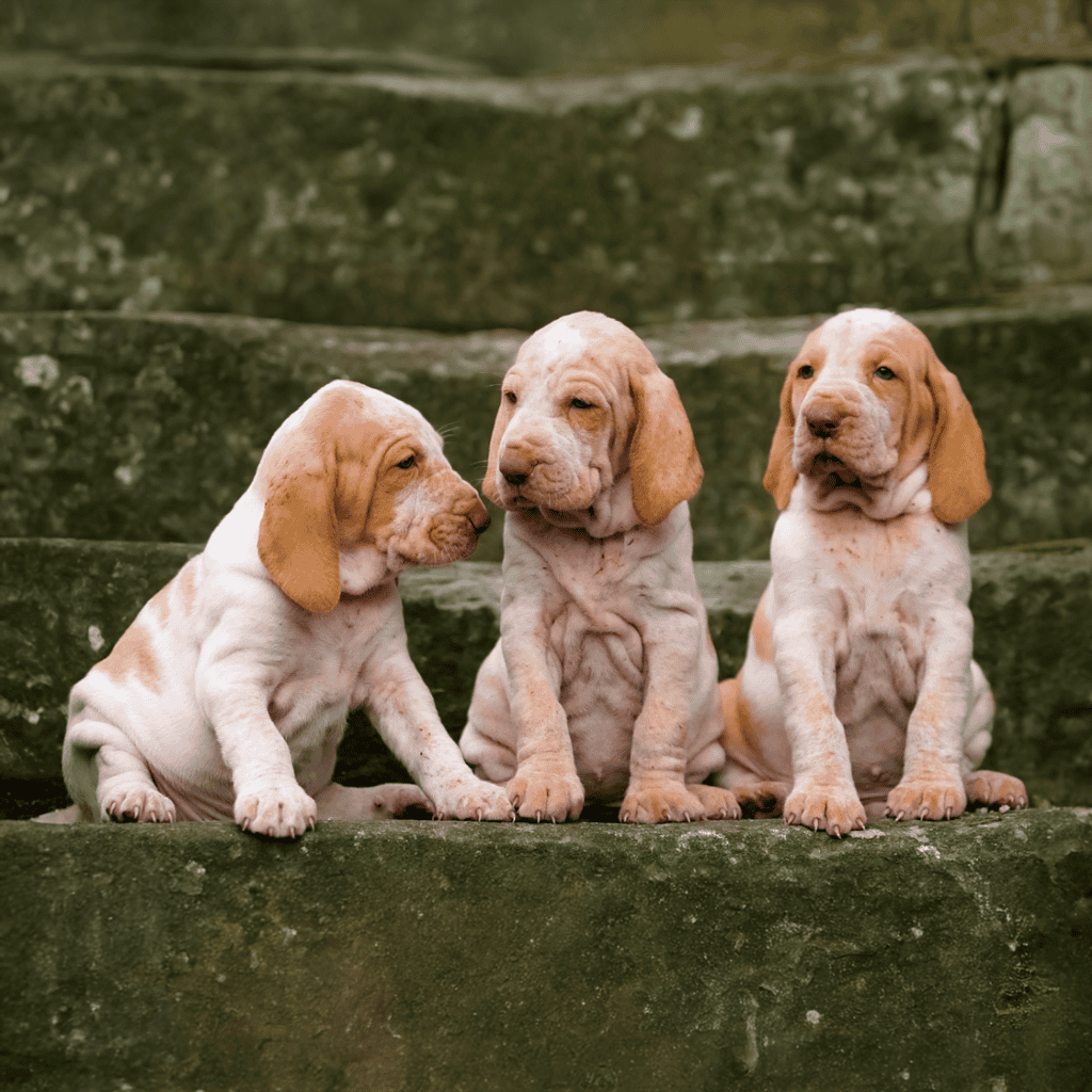 Adorable three puppy dogs sitting on stone steps.