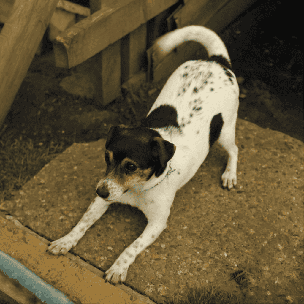 Adorable black and white hound stretching on dirt, outdoor dog exercise area, playful pet moment.