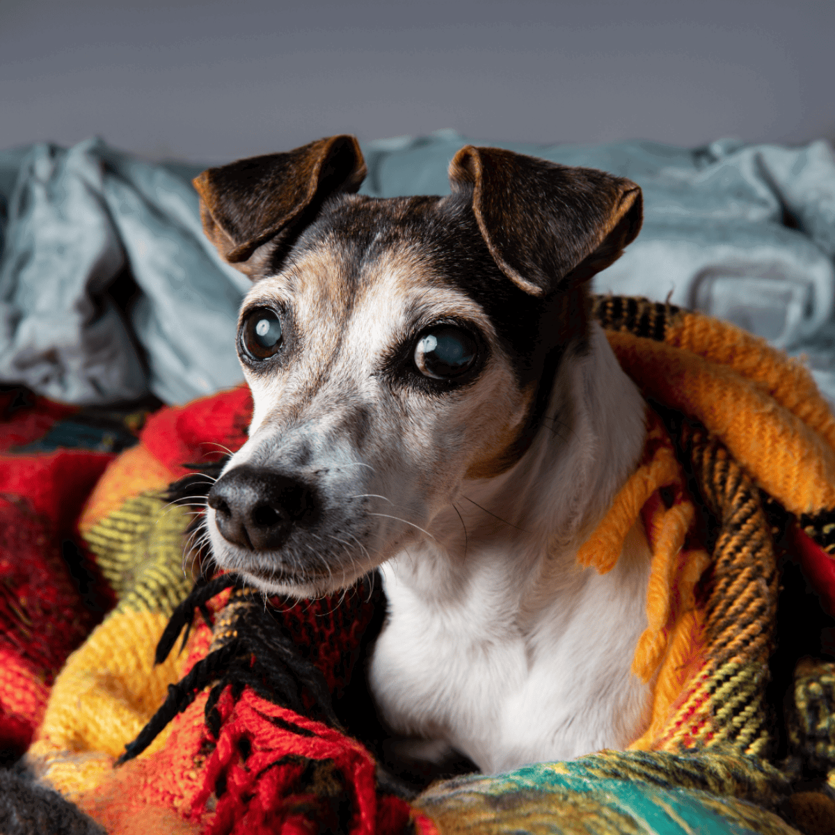 Adorable dog wrapped in colorful blanket, showing love for pet adoption and rescue.